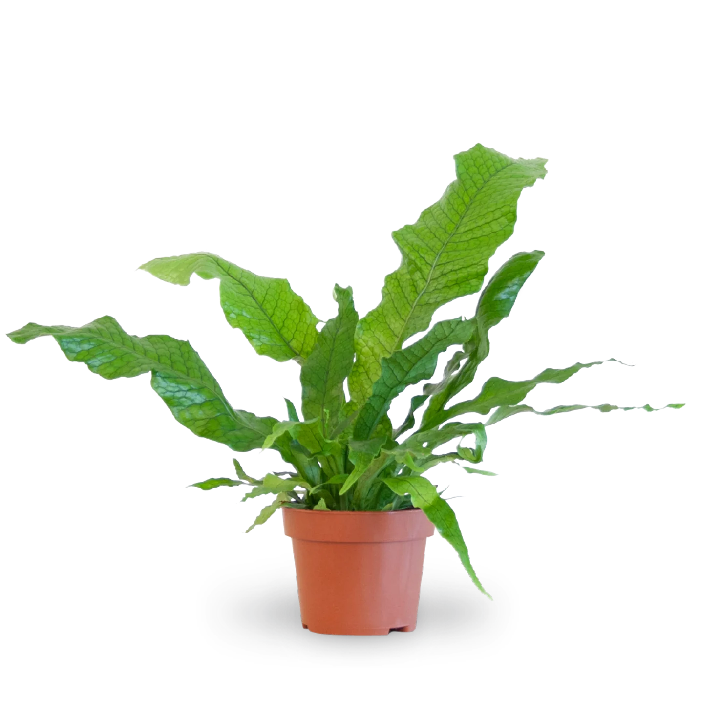 Krokodilfarn 'Crocodyllus'