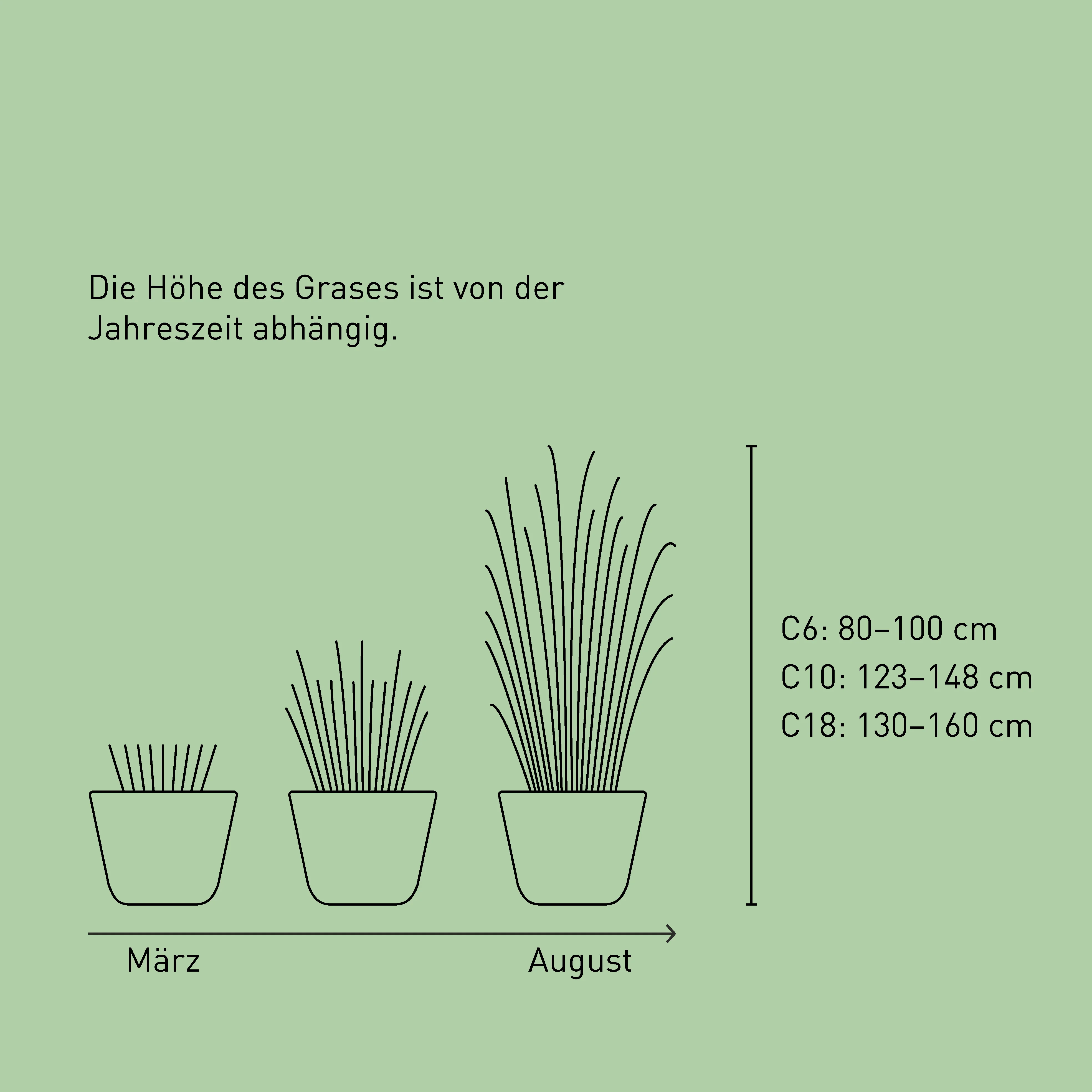 Gartenbambus 'Jumbo'