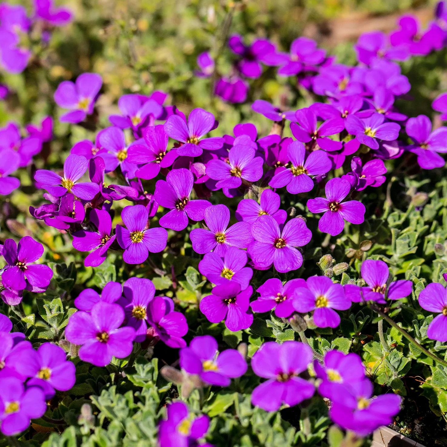 Blaukissen 'Hamburger Stadtpark' (Mehrfach-Set)