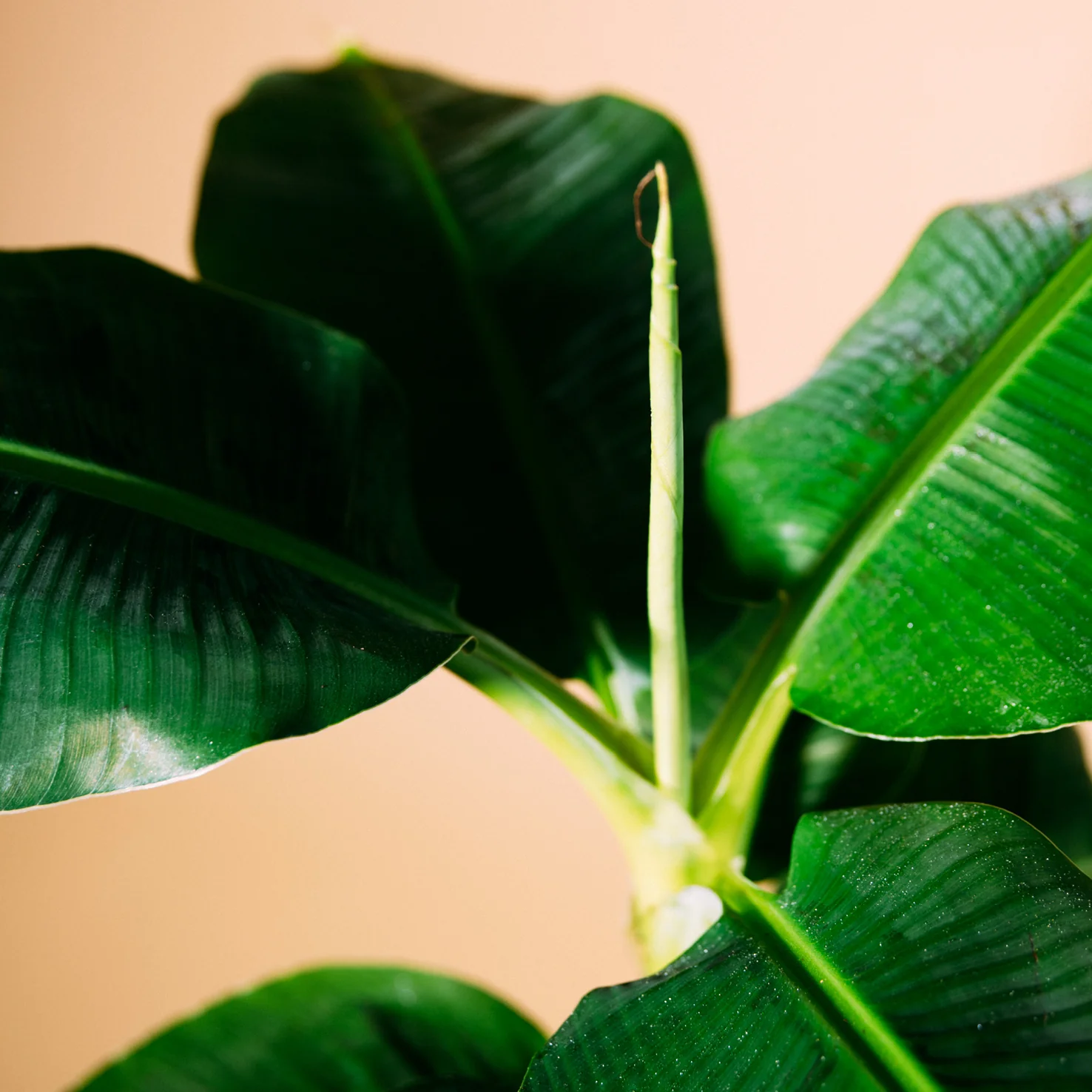 Zwerg-Essbanane 'Dwarf Cavendish'