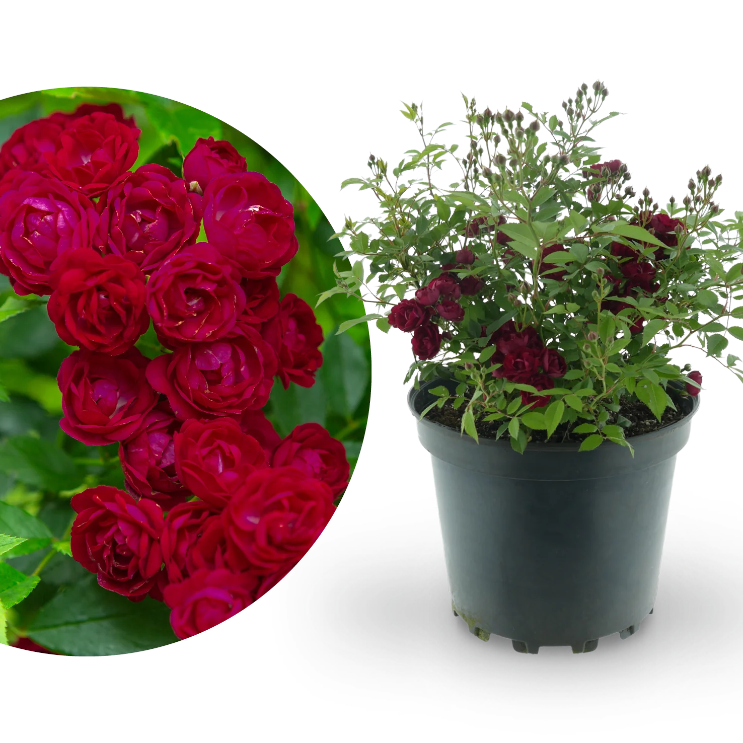 Ramblerrose 'Perennial Domino'® Magentarot