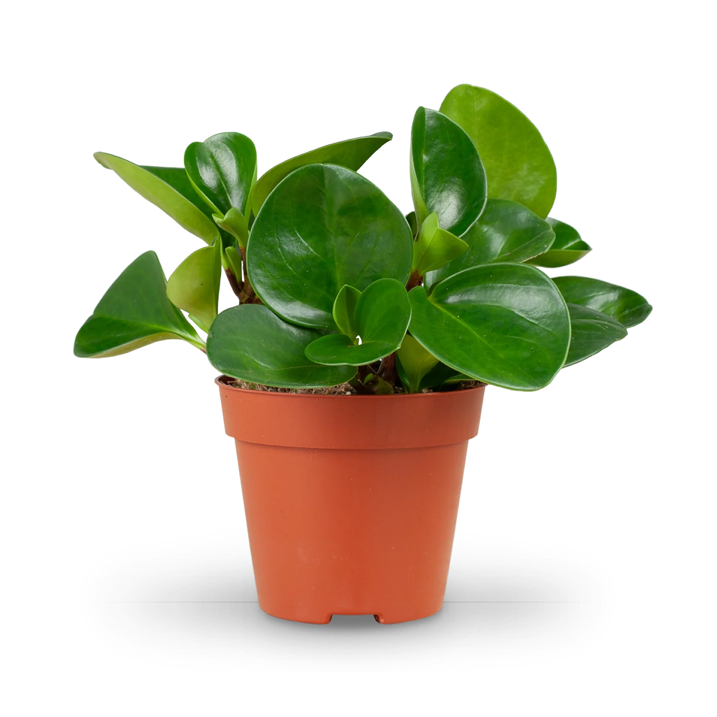 Pflegeleichte Zimmerpflanzen (4er Set)