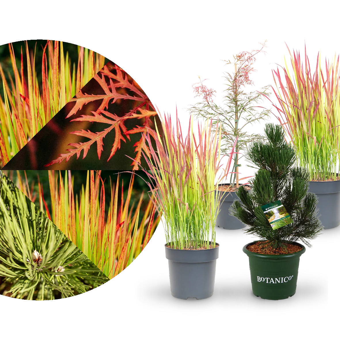 Asiagarten Zen (4er Set)