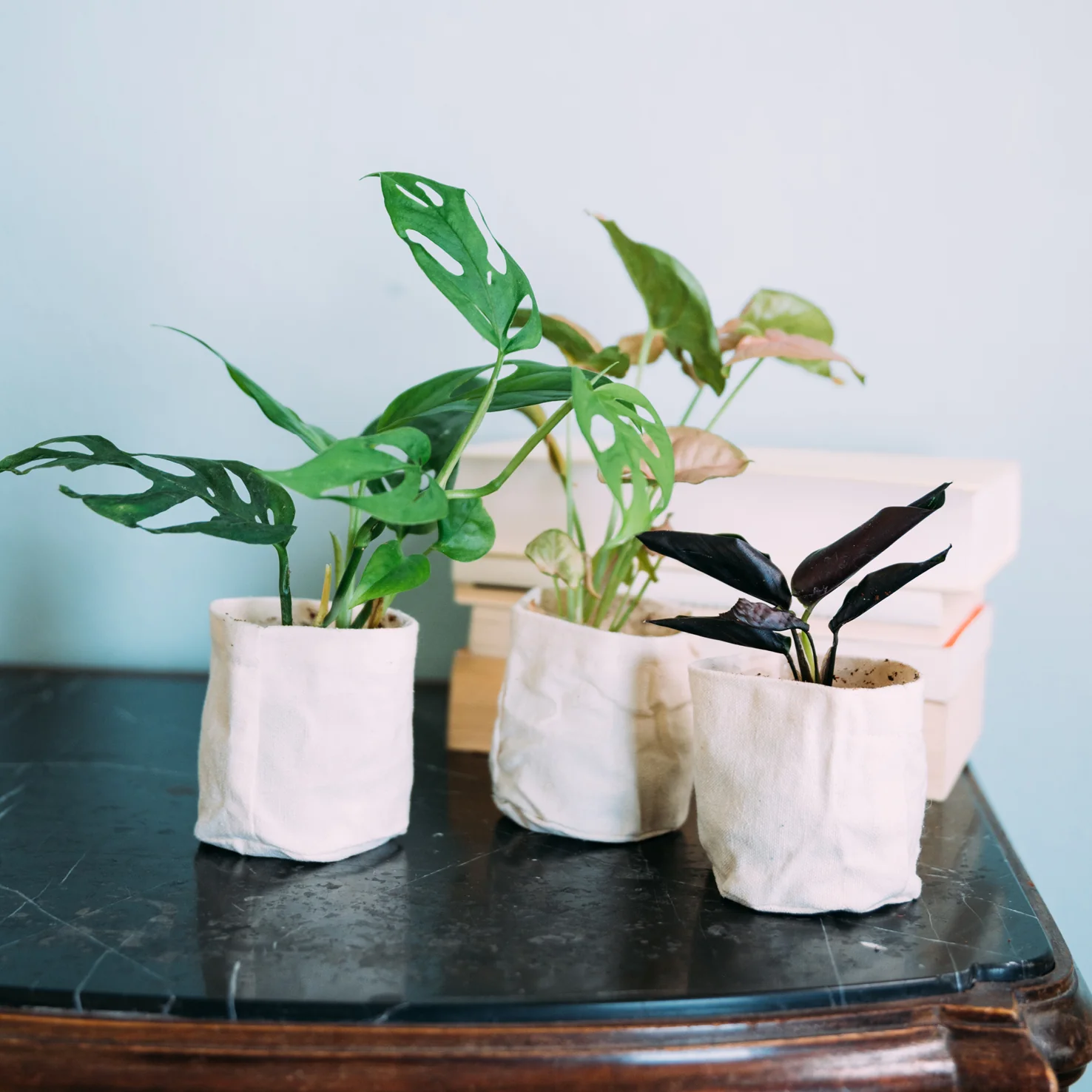 Zimmerpflanzen Stecklingsbox (3 Stk.)