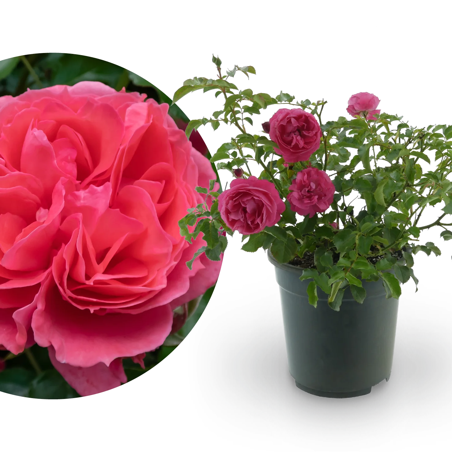 Beetrose 'Moin Moin'® Mittelrosa