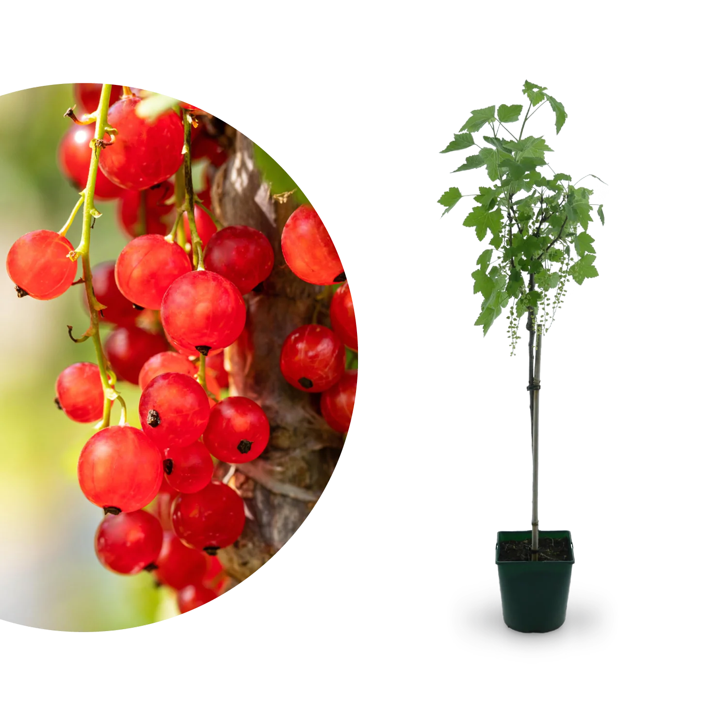 Bio-Johannisbeere 'Jonkheer van Tets' Hochstamm