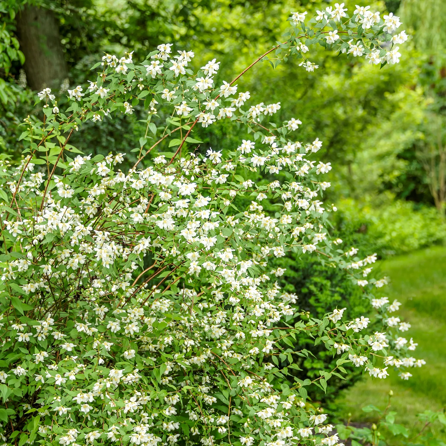 Duftjasmin 'Lemoinei' Schneeweiß