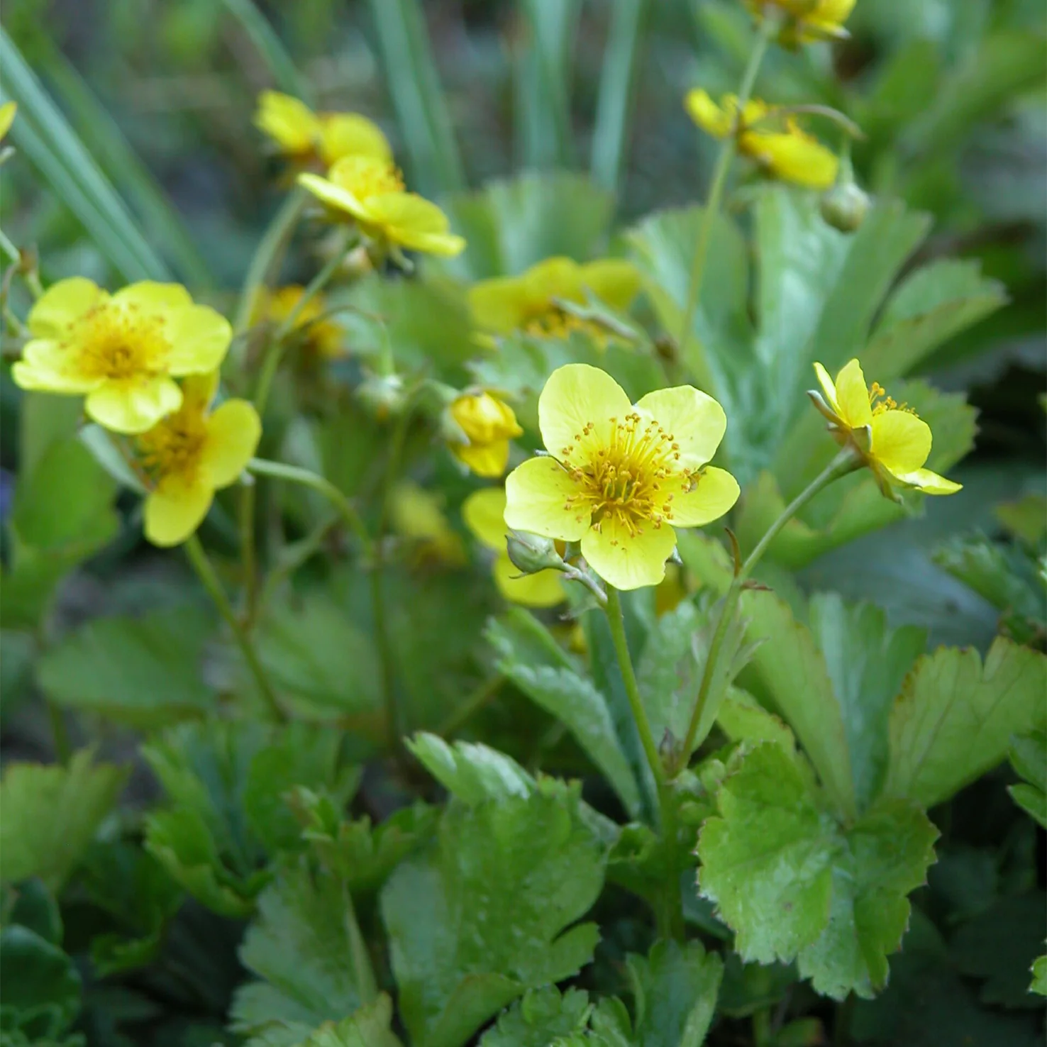 Waldsteinia ternata (Mehrfach-Set)