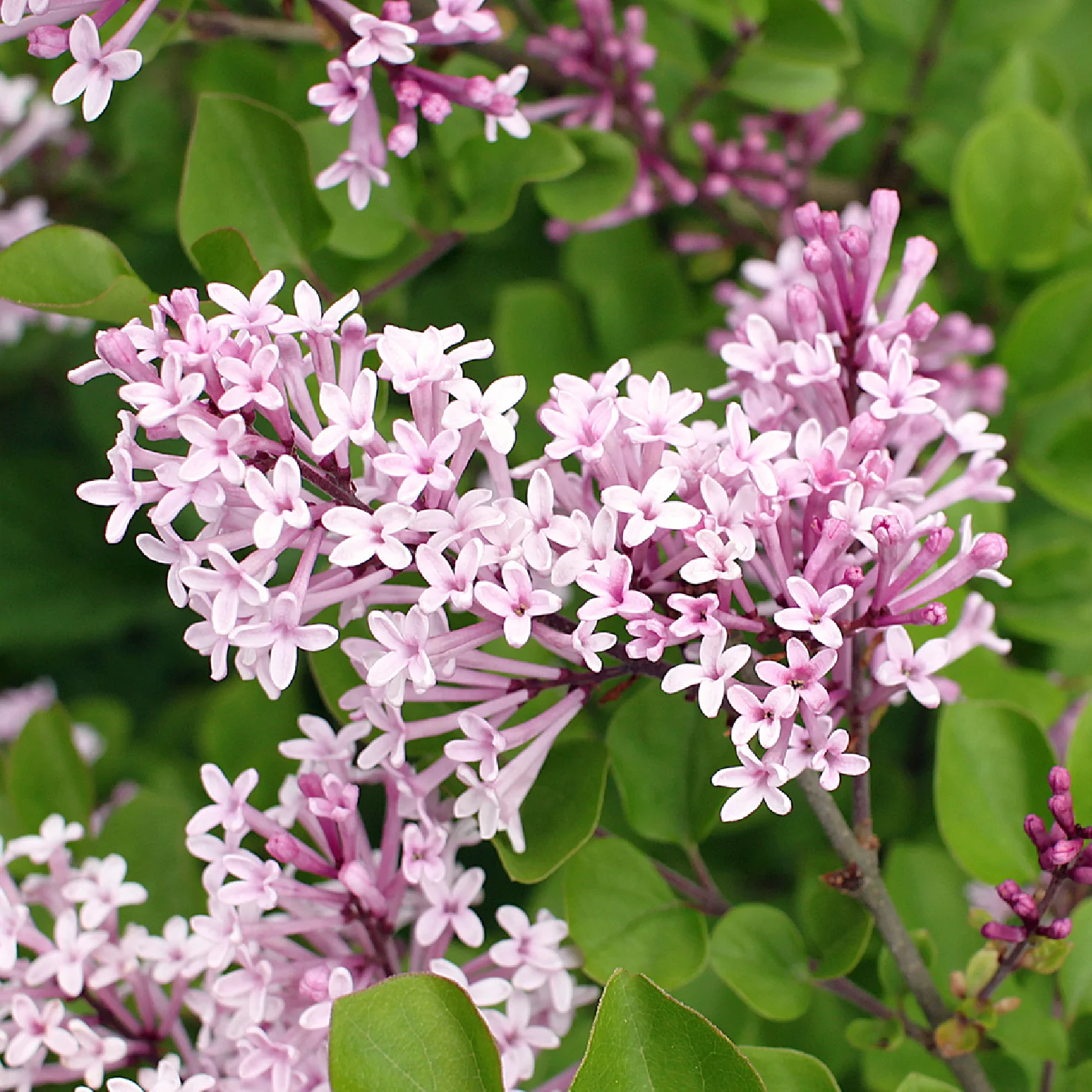 Zwerg-Duftflieder 'Palibin' Hell-lila