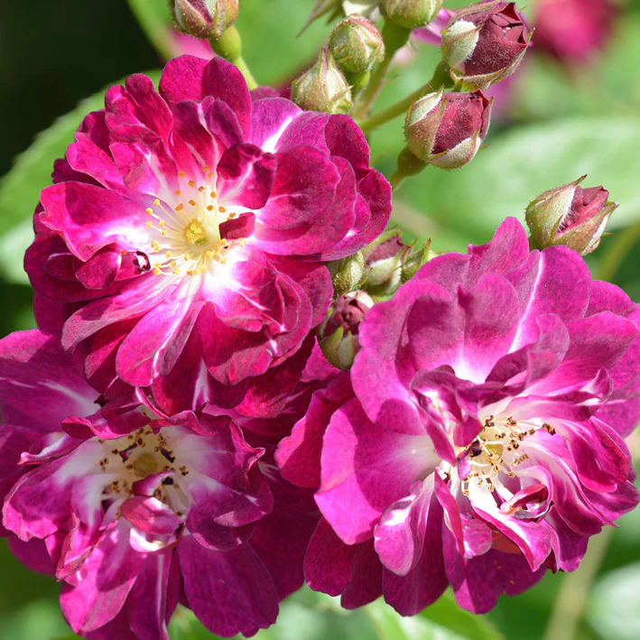 Ramblerrose 'Perennial Blue'® Lila-Rosa
