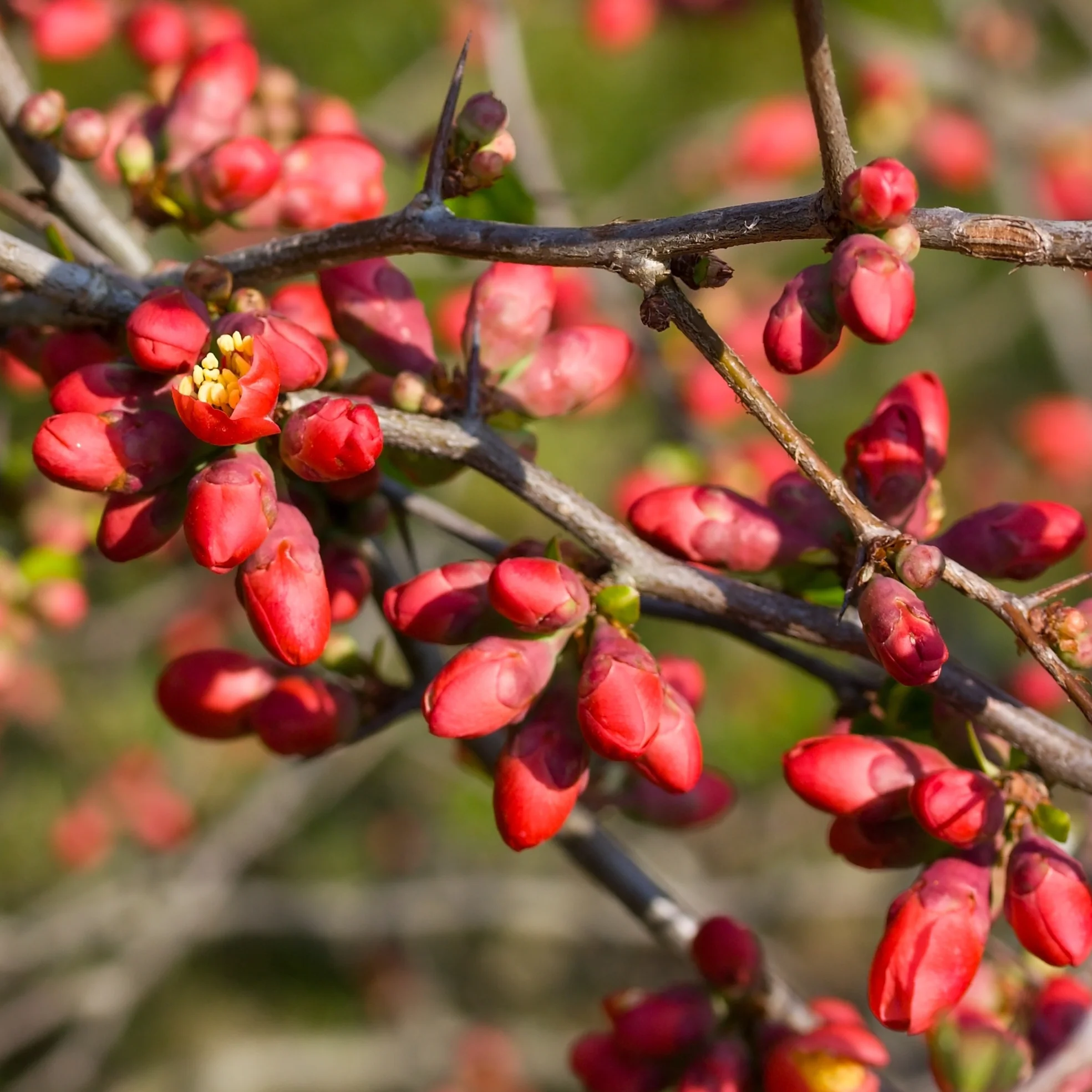 Zierquitte 'Pink Lady' Dunkelrosa