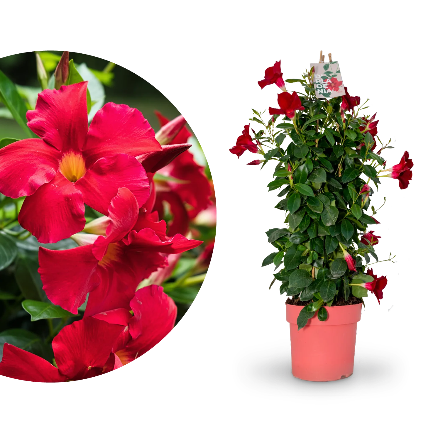 Dipladenia Rot