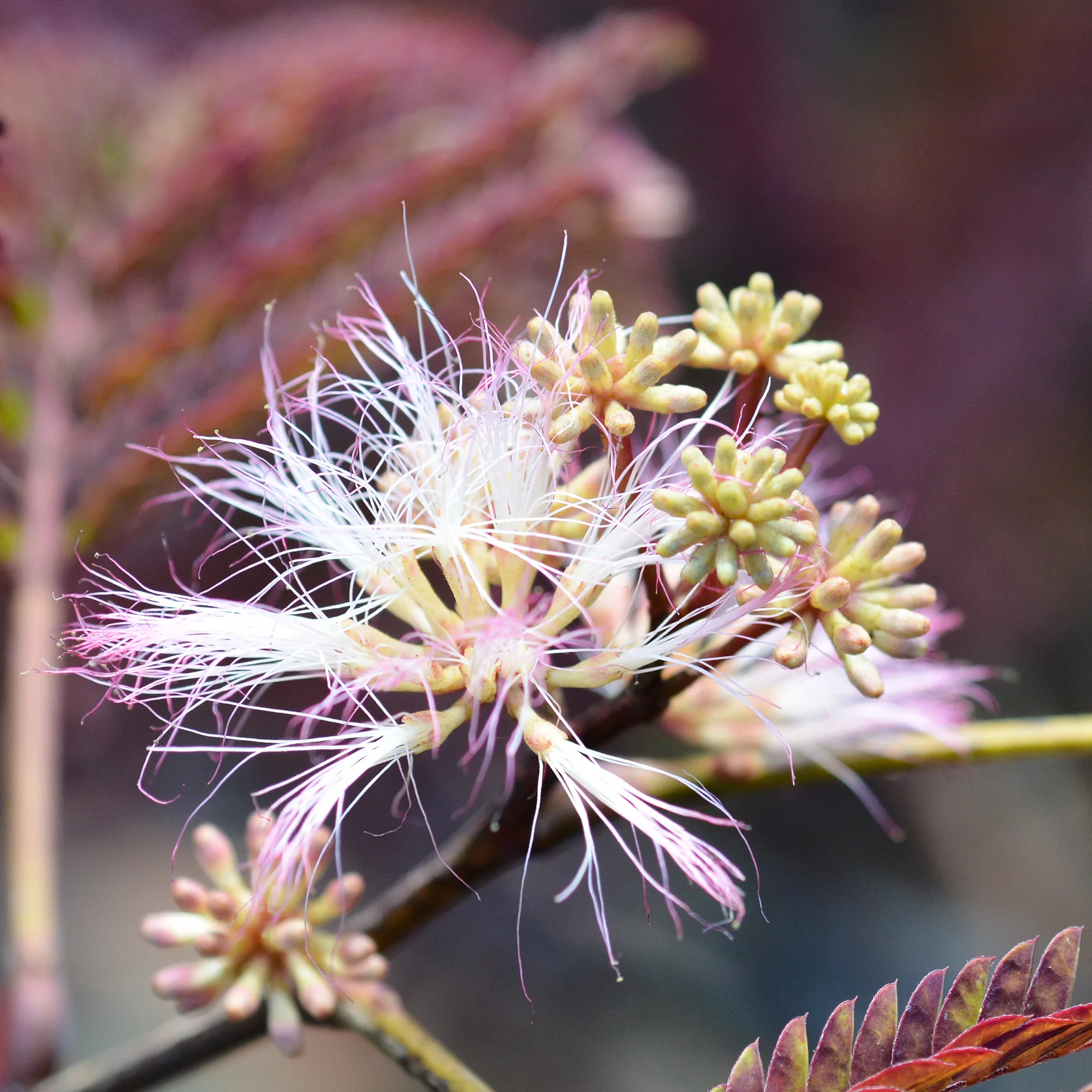 Seidenbaum 'Summer Chocolate' Pink-Rosa