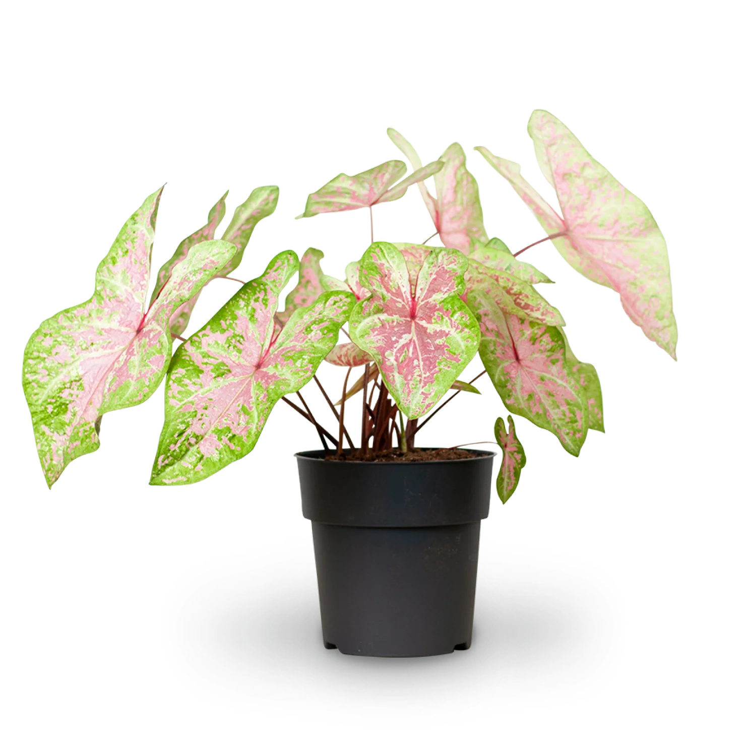 Caladium 'Seafoam Pink'