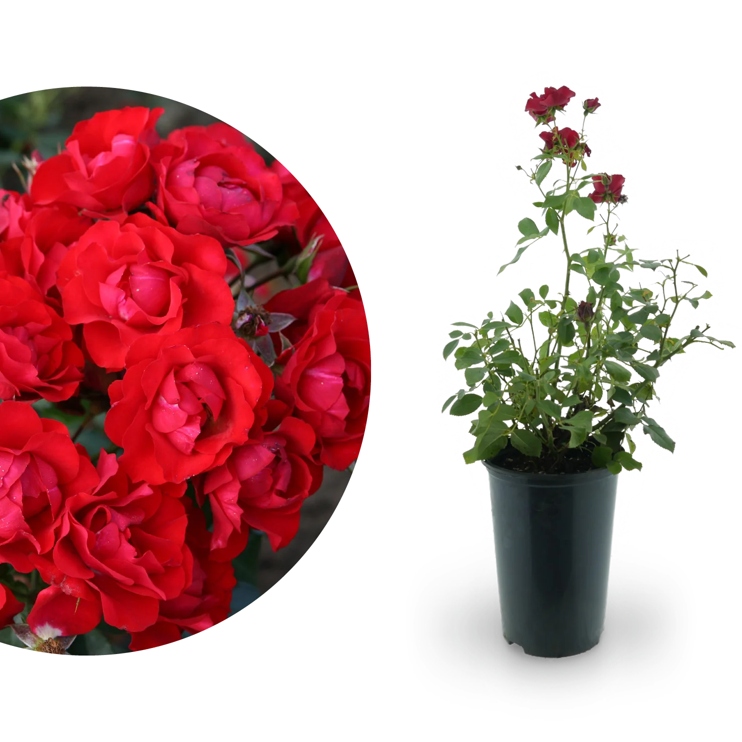 Beetrose 'Black Forest Rose'® Rot