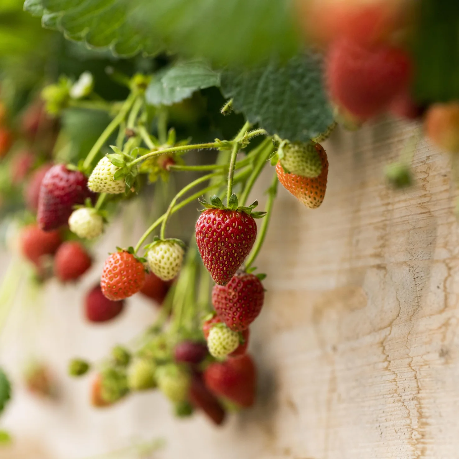 Erdbeere 'Korona' (Mehrfach-Set)