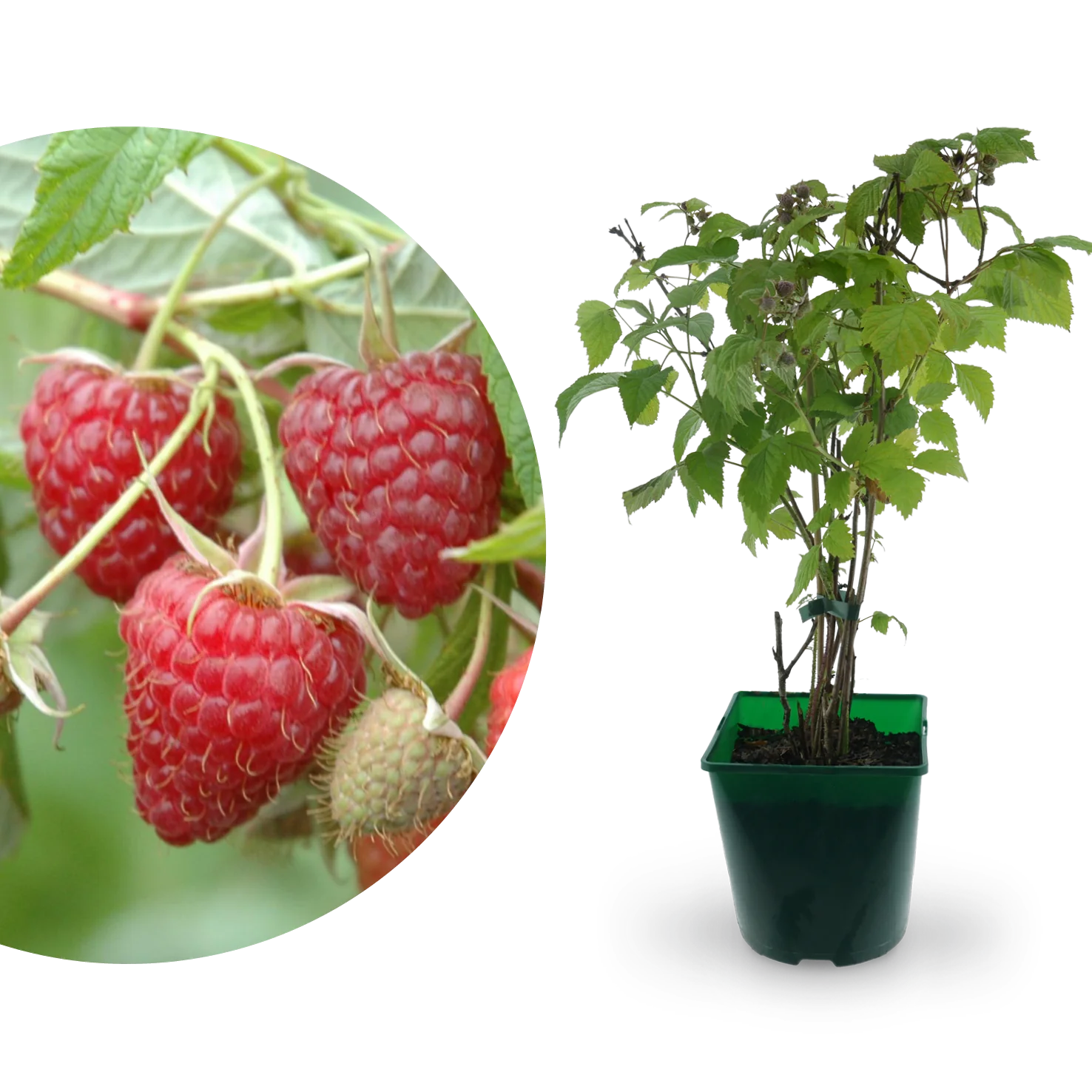 Bio-Himbeere 'Heritage'