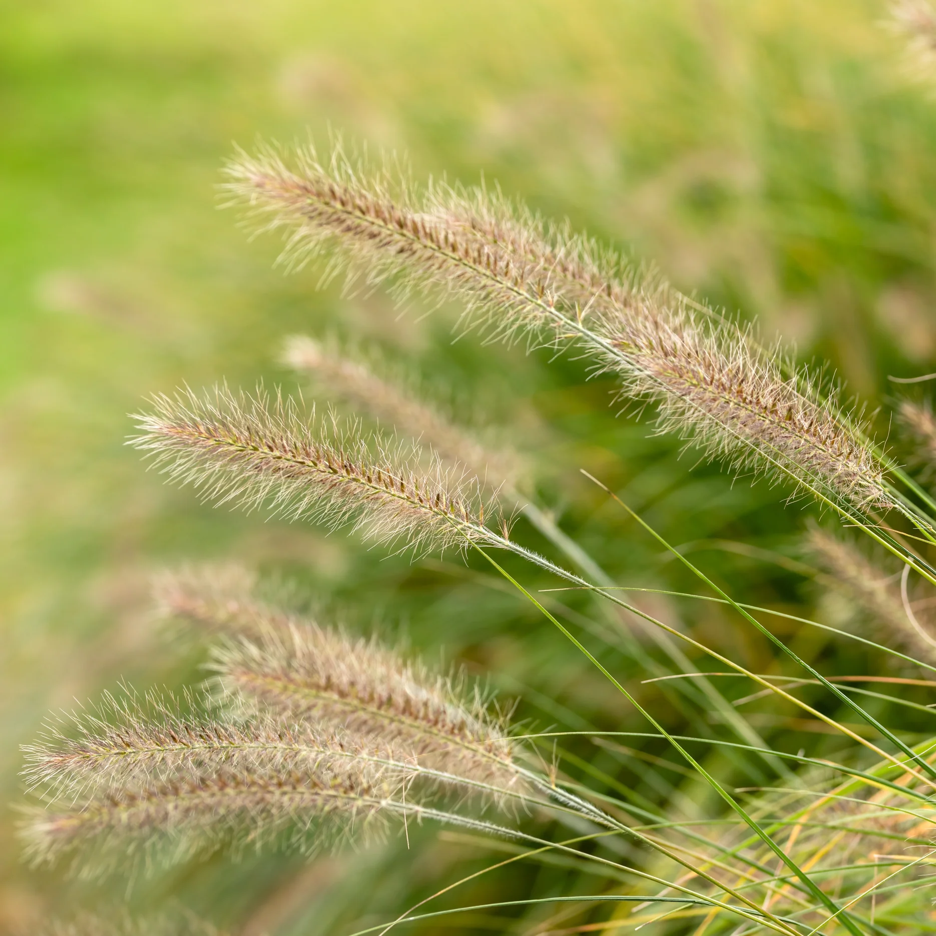 Lampenputzergras 'Hameln'