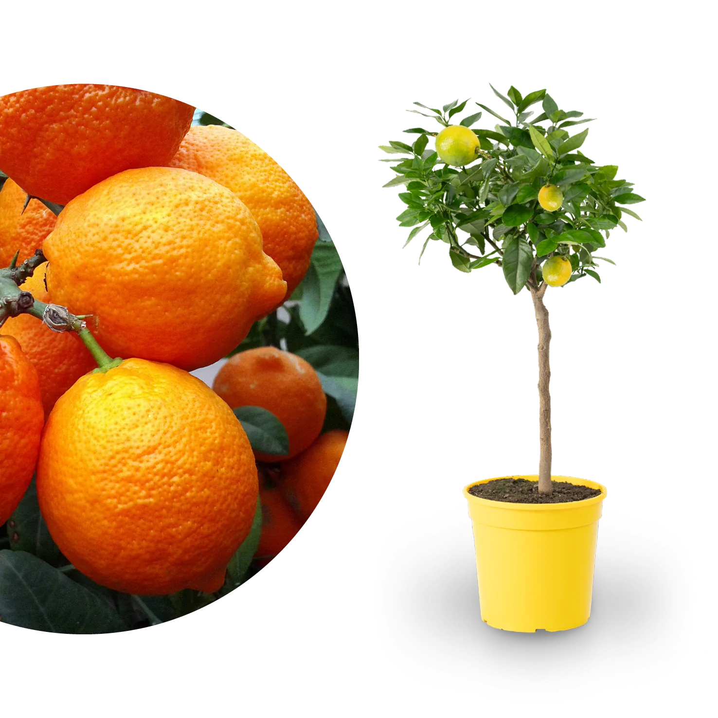 Rote Zitrone LEMON TIME® 'Rosso'