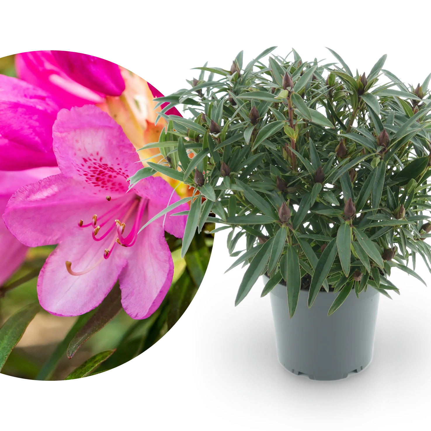 Rhododendron 'Graziella' Purpurrosa