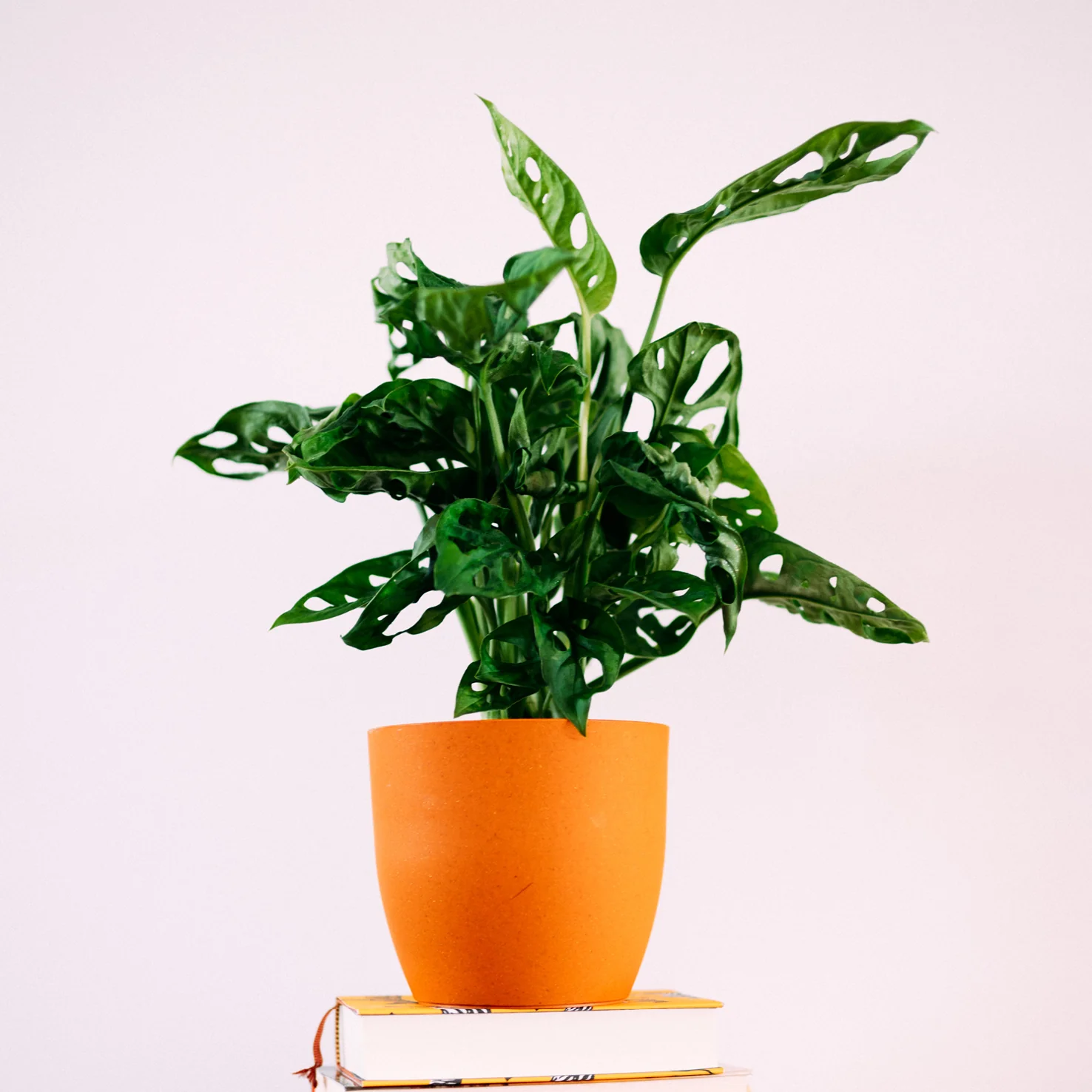 Monstera Monkey Leaf