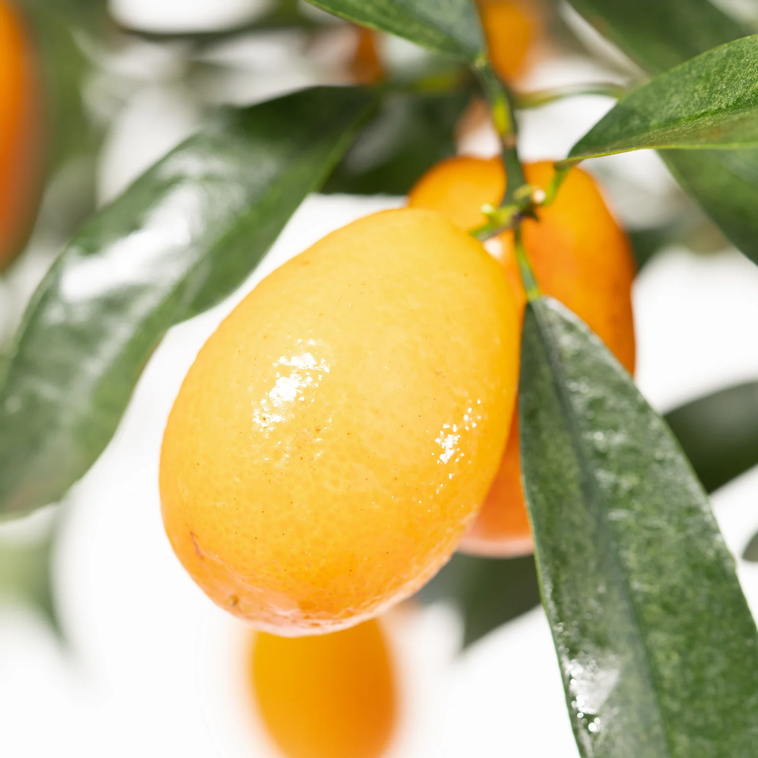 Kumquat