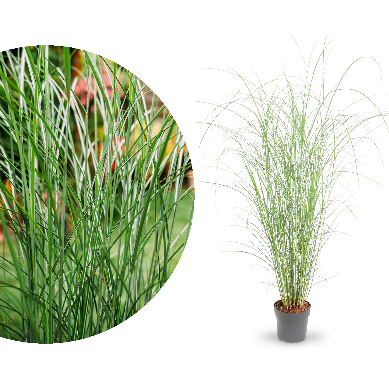 Chinaschilf ‘Ferner Osten’