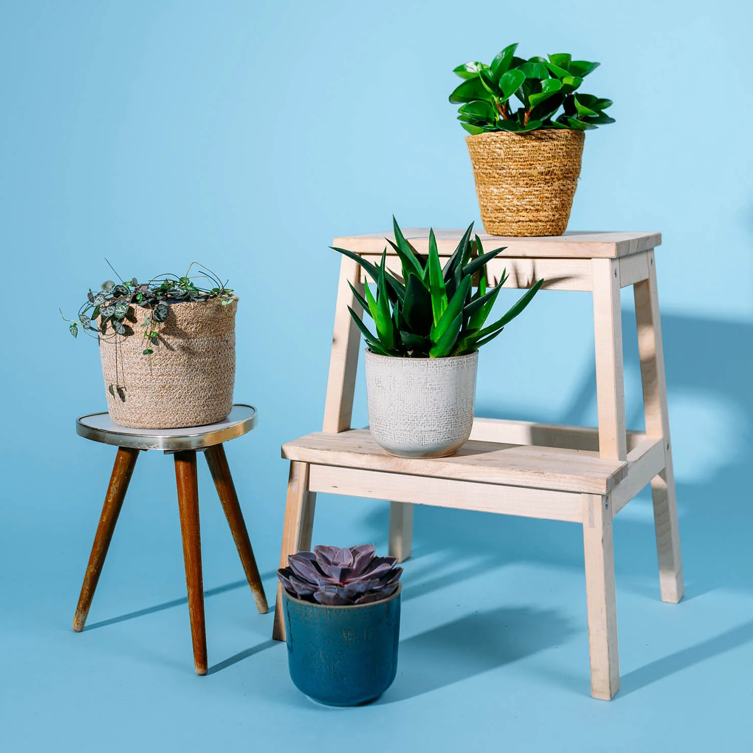 Katzenfreundliche Sukkulenten (4er Set)