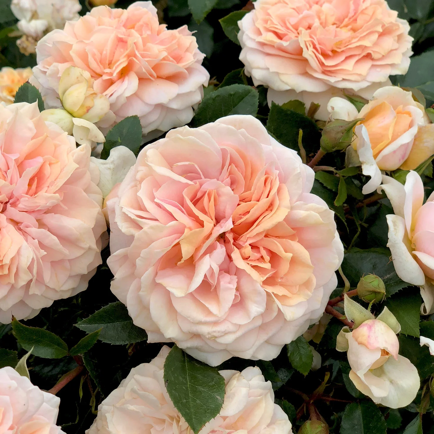 Beetrose 'Garden of Roses'® Creme-Pastellrosa