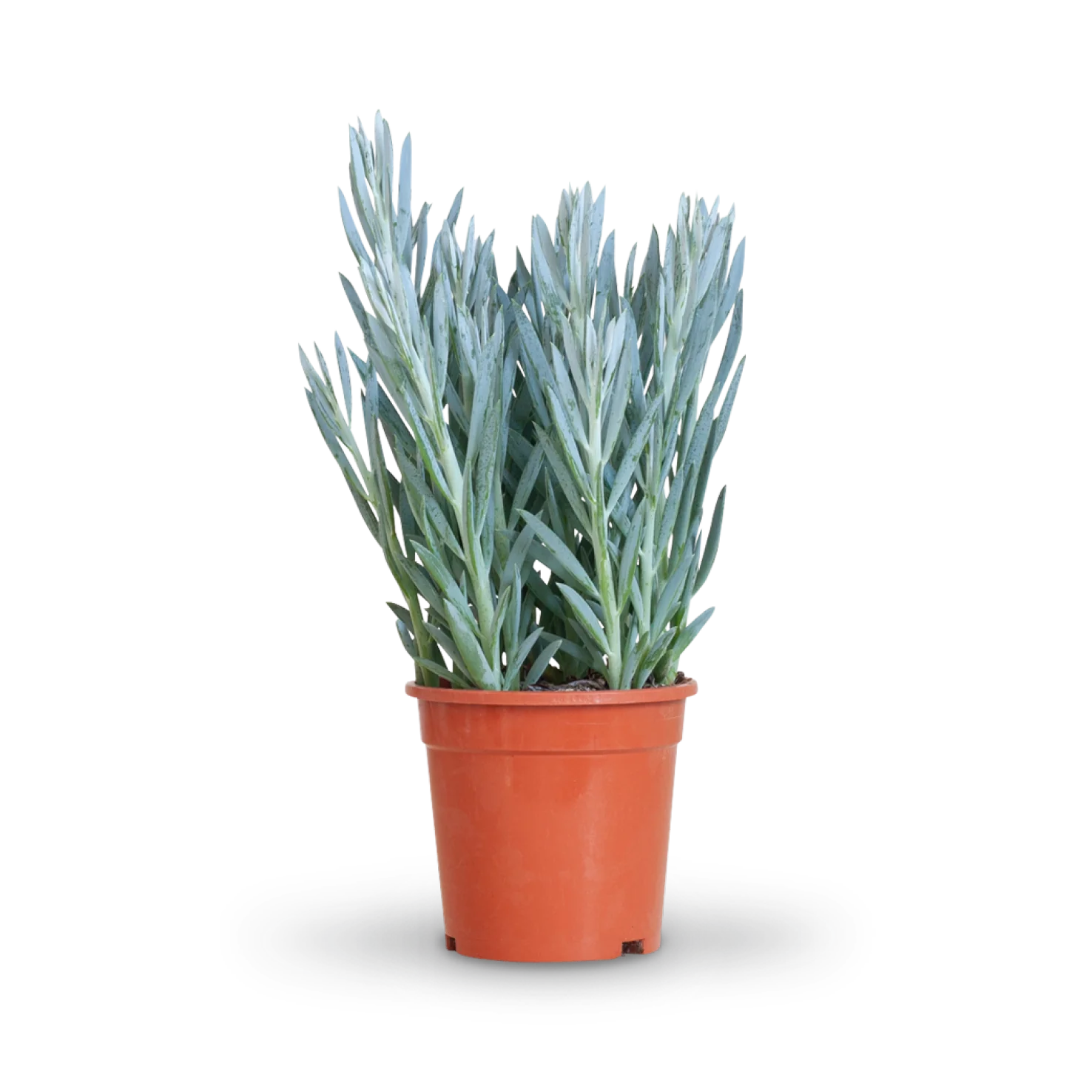 Senecio 'Mount Everest'