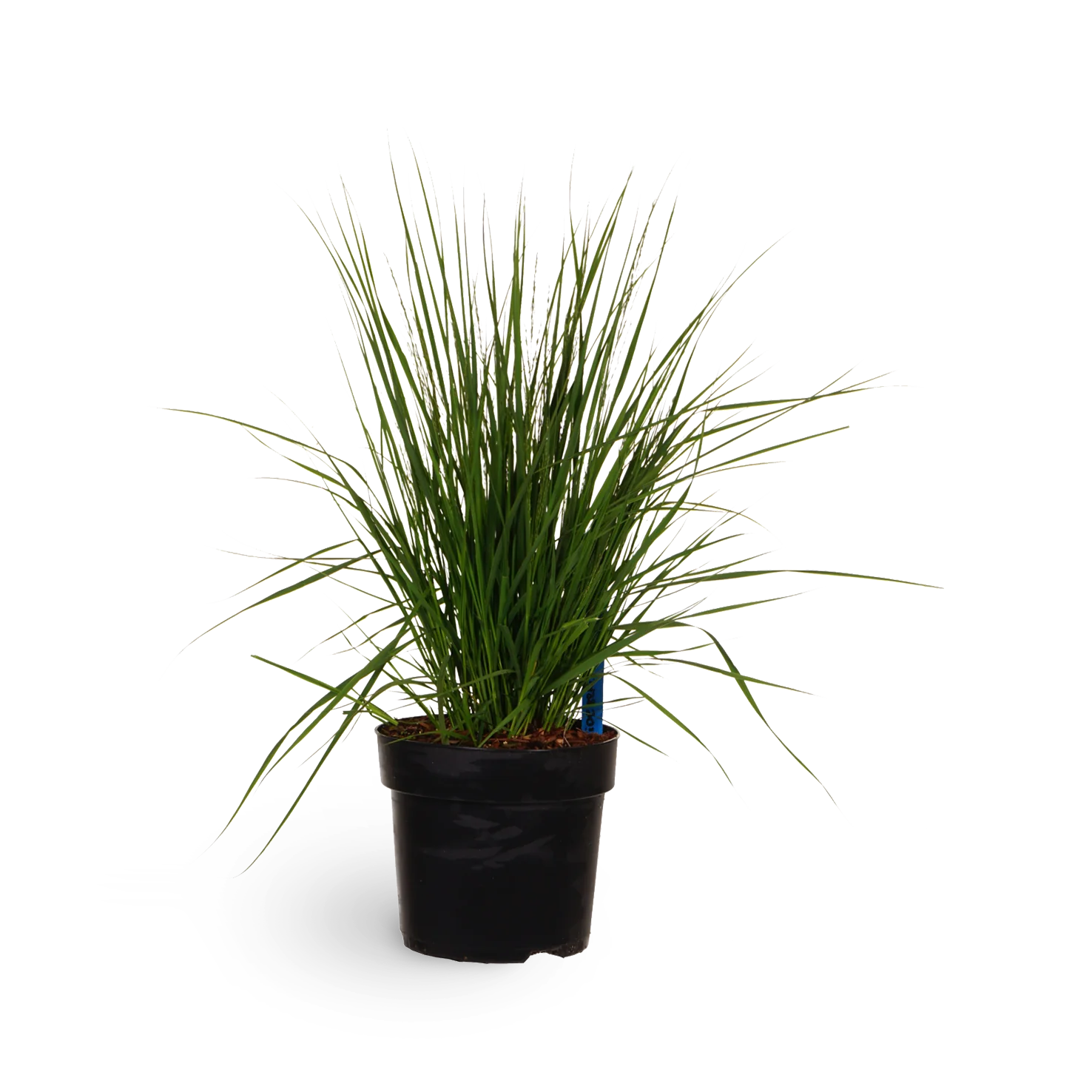 Kleines Pfeifengras 'Heidebraut'