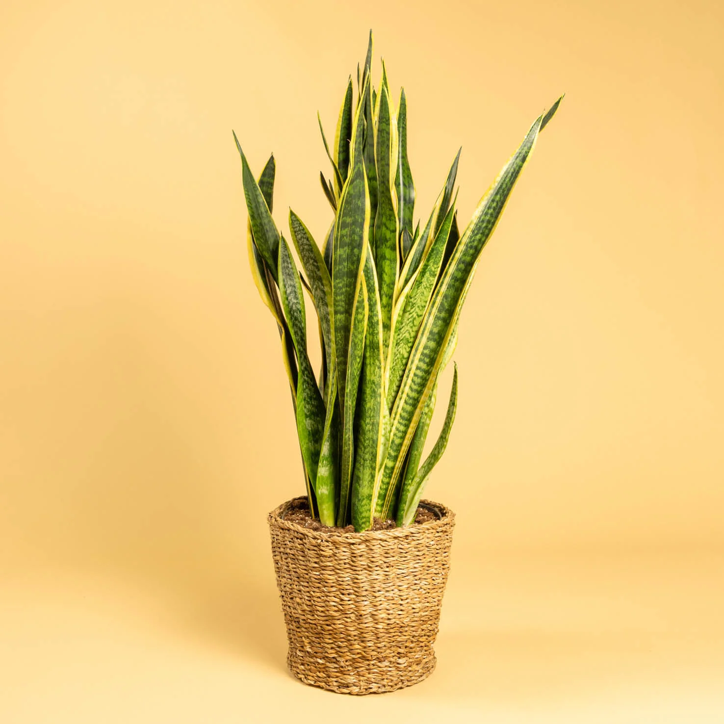 Bogenhanf 'Laurentii' XXL-Größe