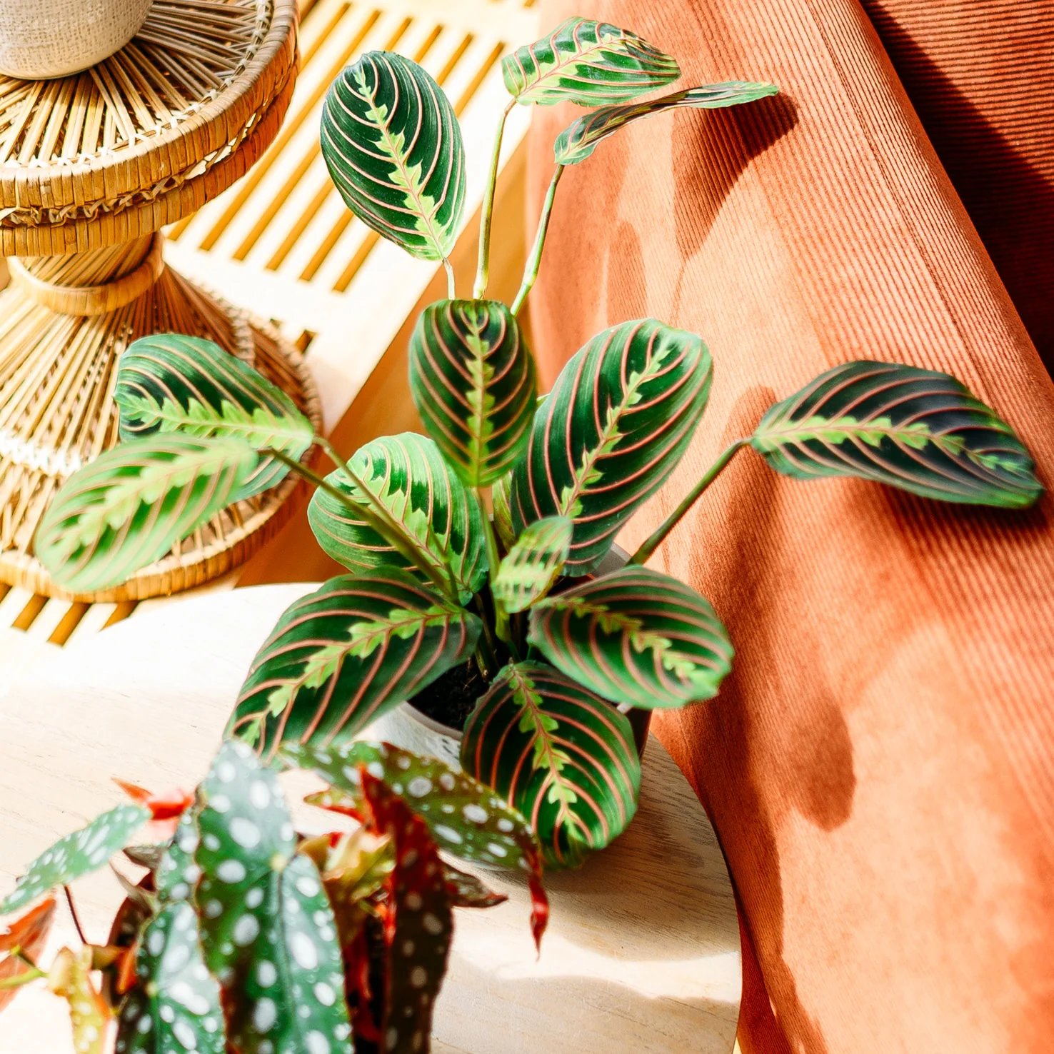 Maranta leuconeura 'Fascinator Tricolor'