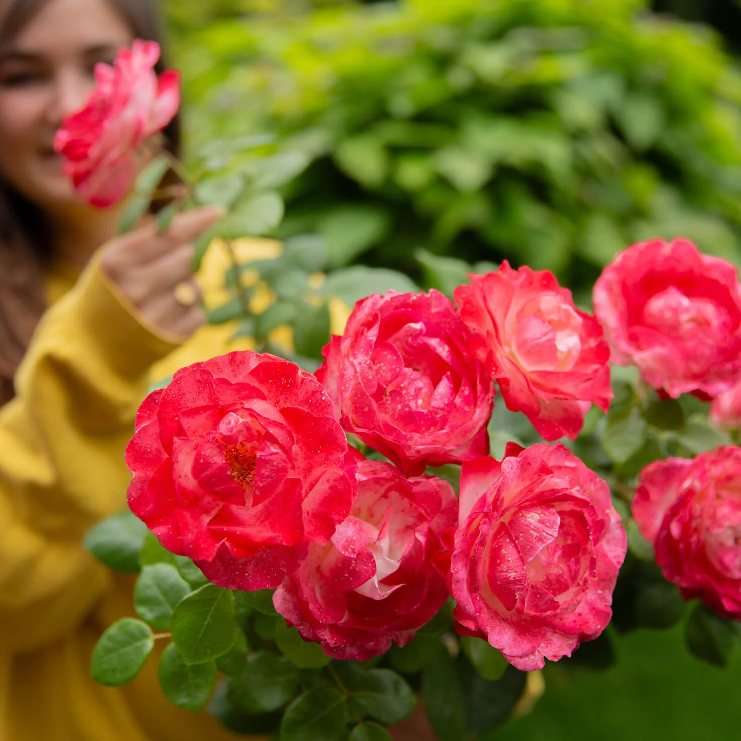Edelrose 'Nostalgie'® Cremeweiß-Kirschrot