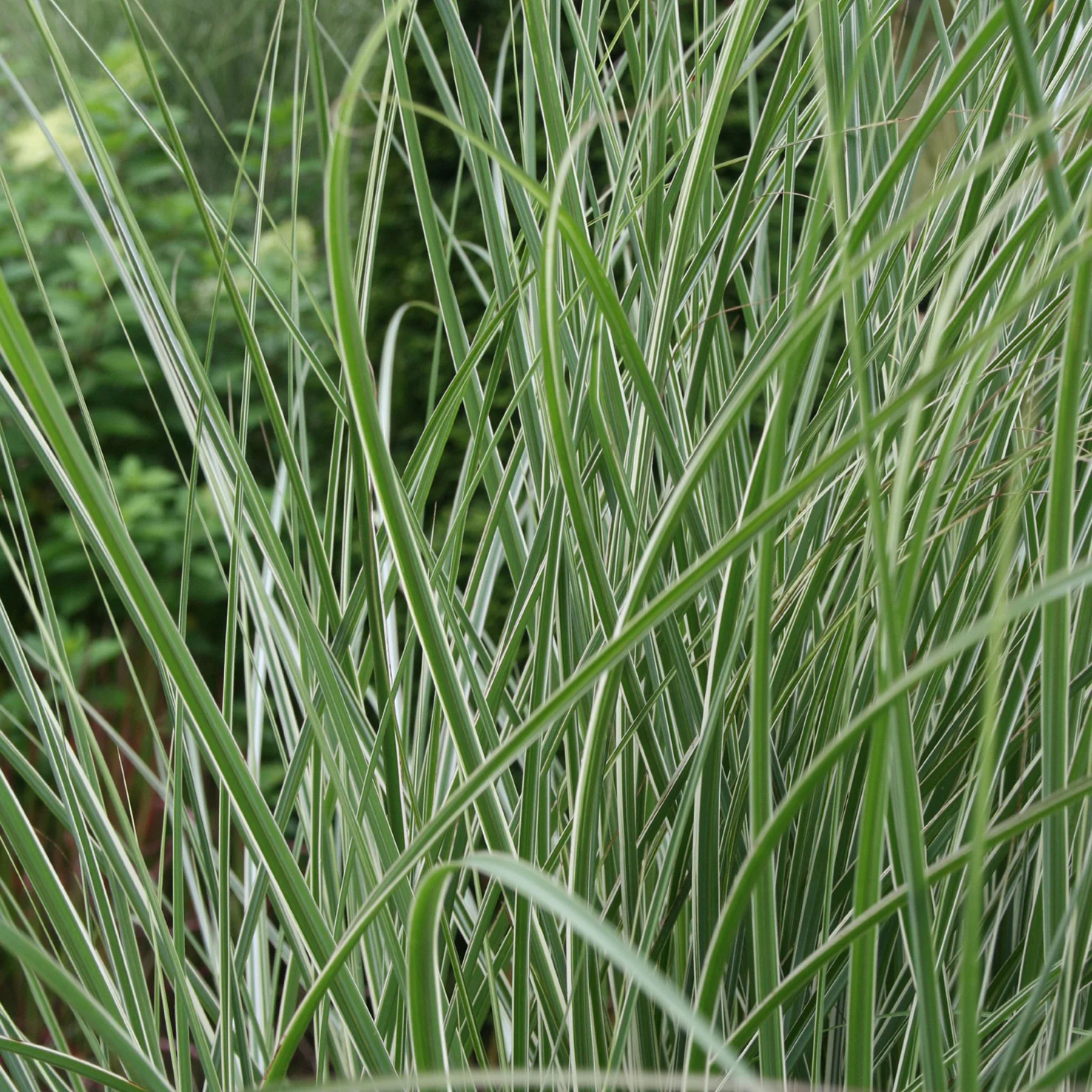 Chinaschilf 'Morning Light'