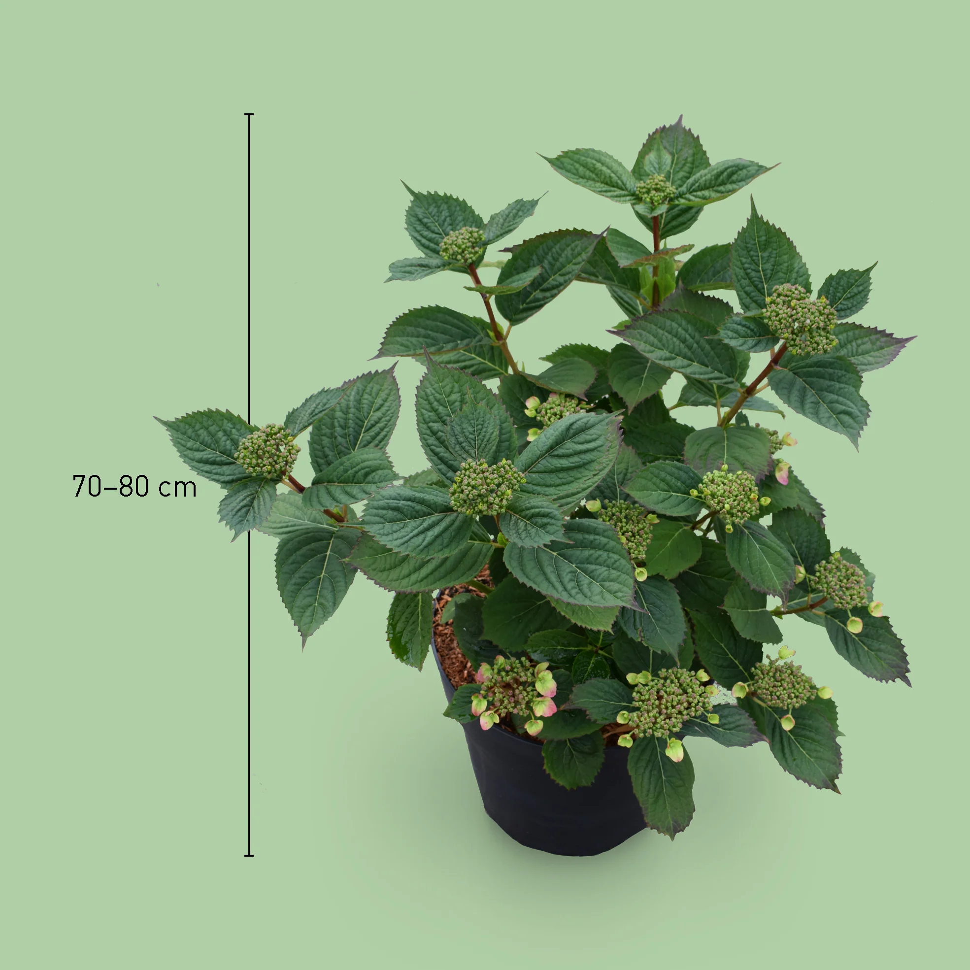 Tellerhortensie 'Magic Pillow'® Rosa