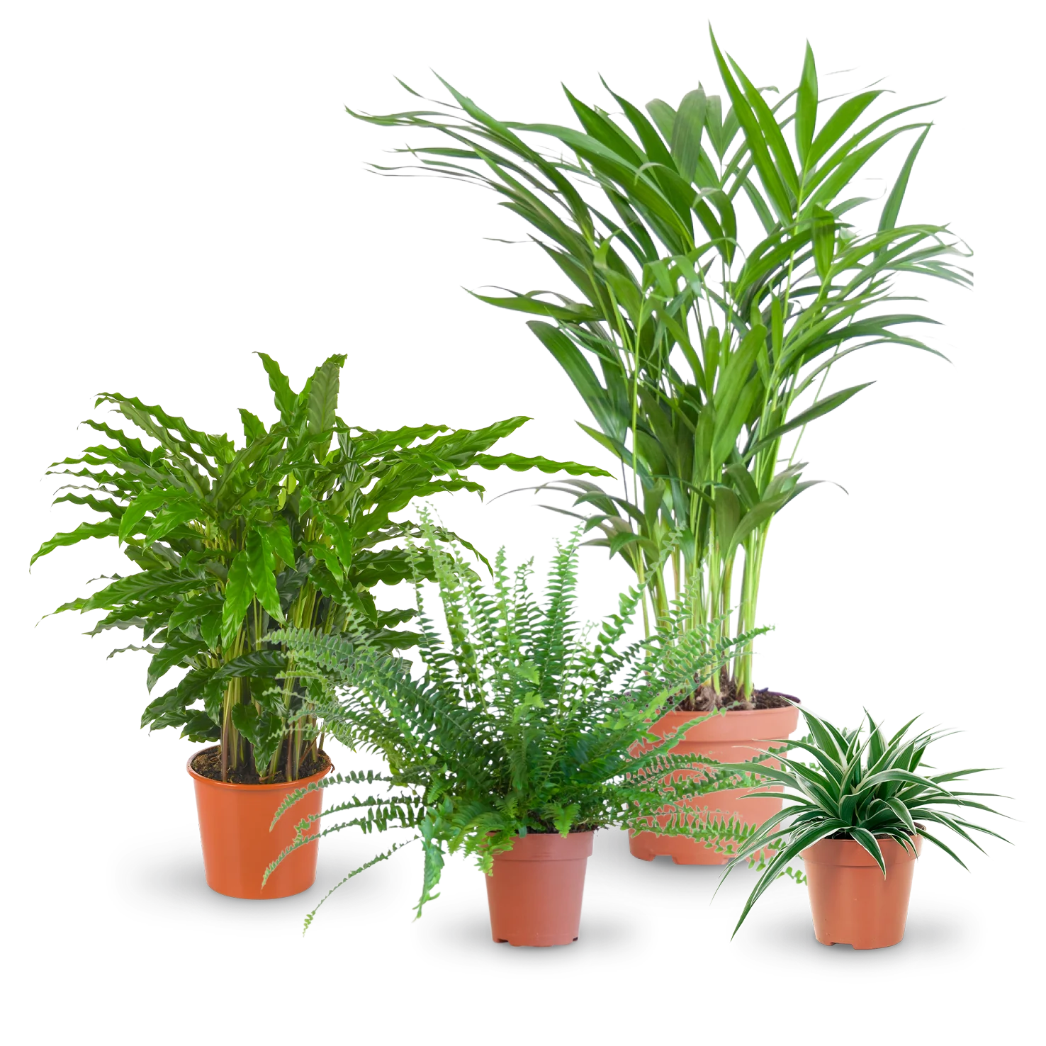 Haustierfreundliche Zimmerpflanzen (4er Set)