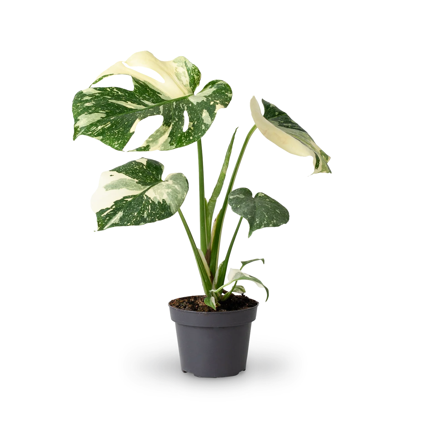 Monstera deliciosa 'Thai Constellation' (Rarität)