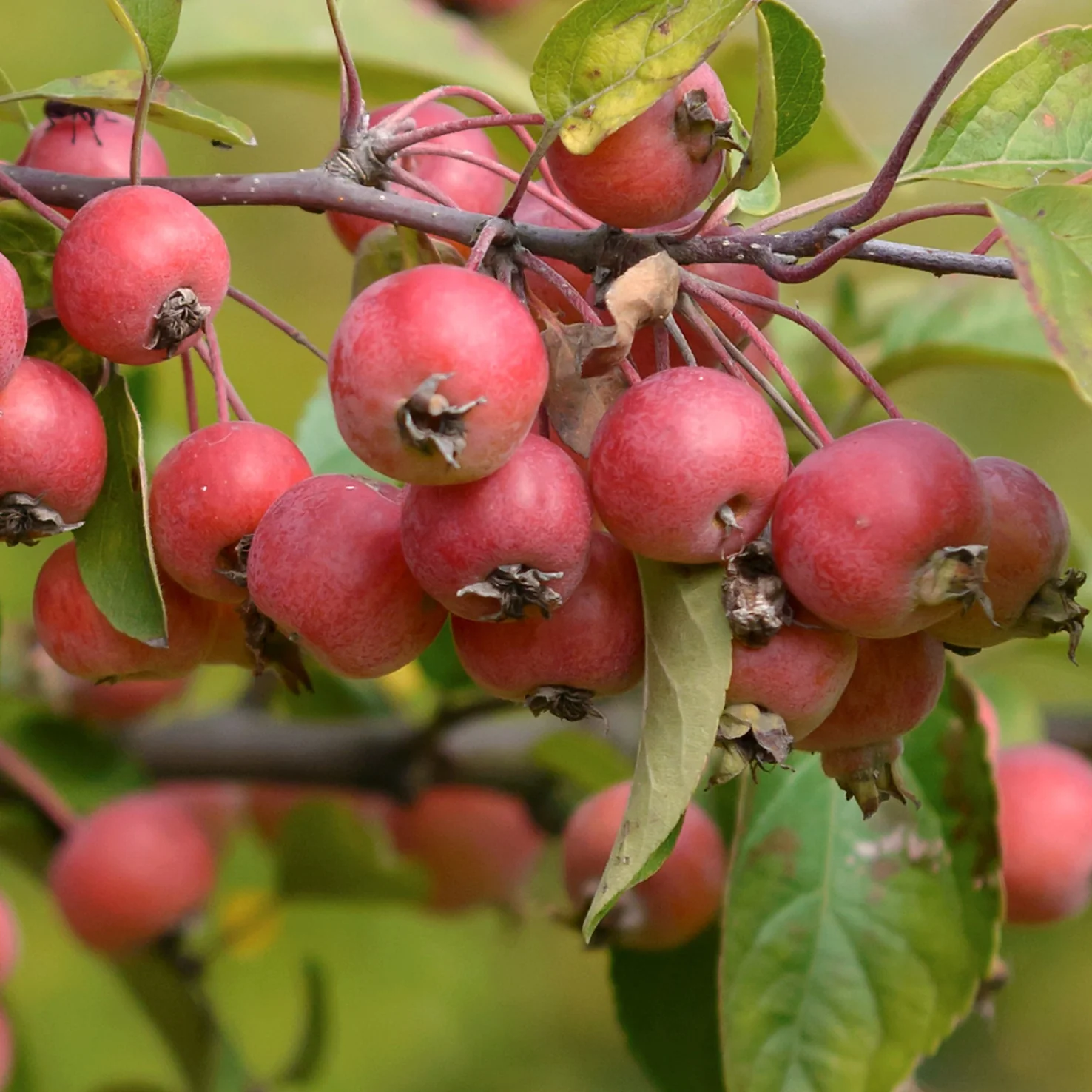 Zier-Apfelbaum 'Evereste'®