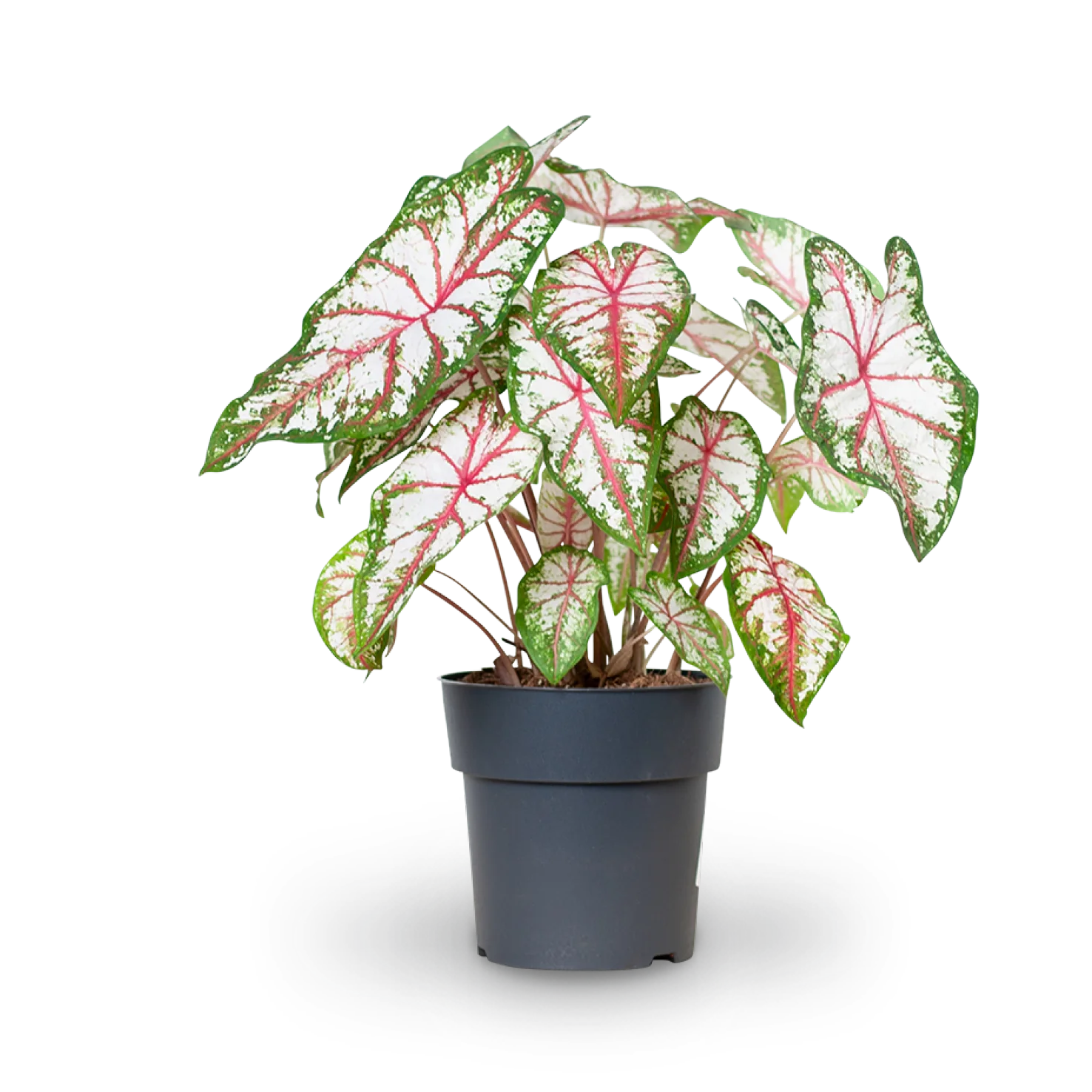 Caladium 'Tapestry'