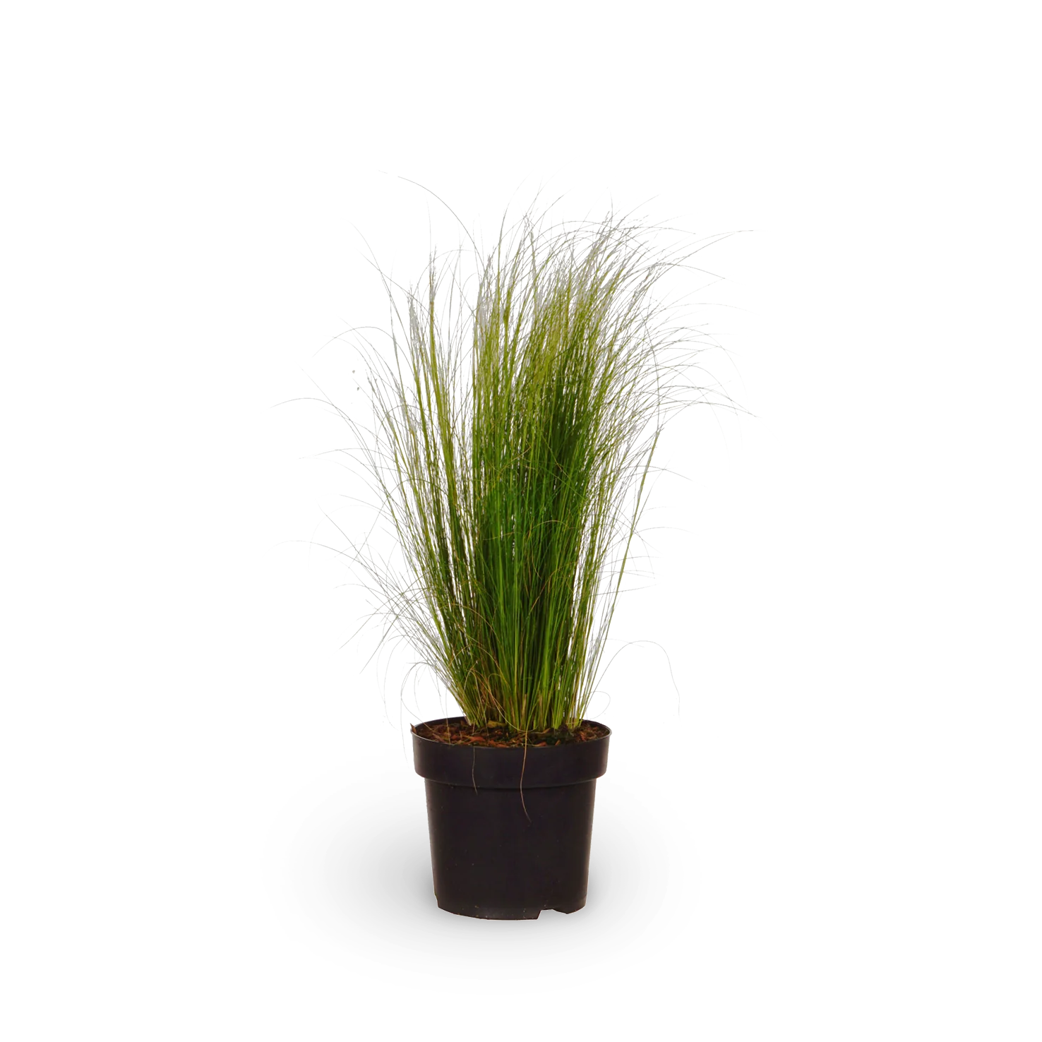 Zartes Federgras 'Ponytails'