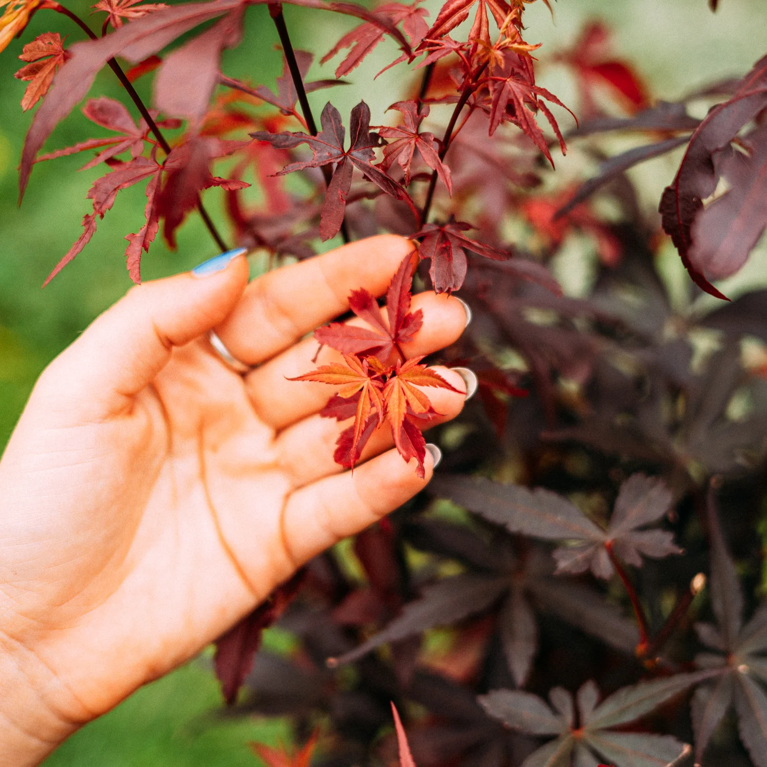 Japanischer Fächer-Ahorn ‘Skeeter’s Broom’
