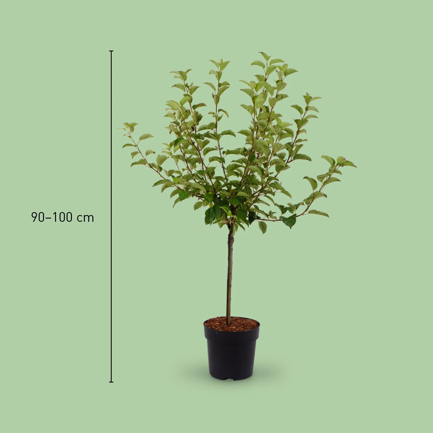 Zier-Apfelbaum 'Evereste'®