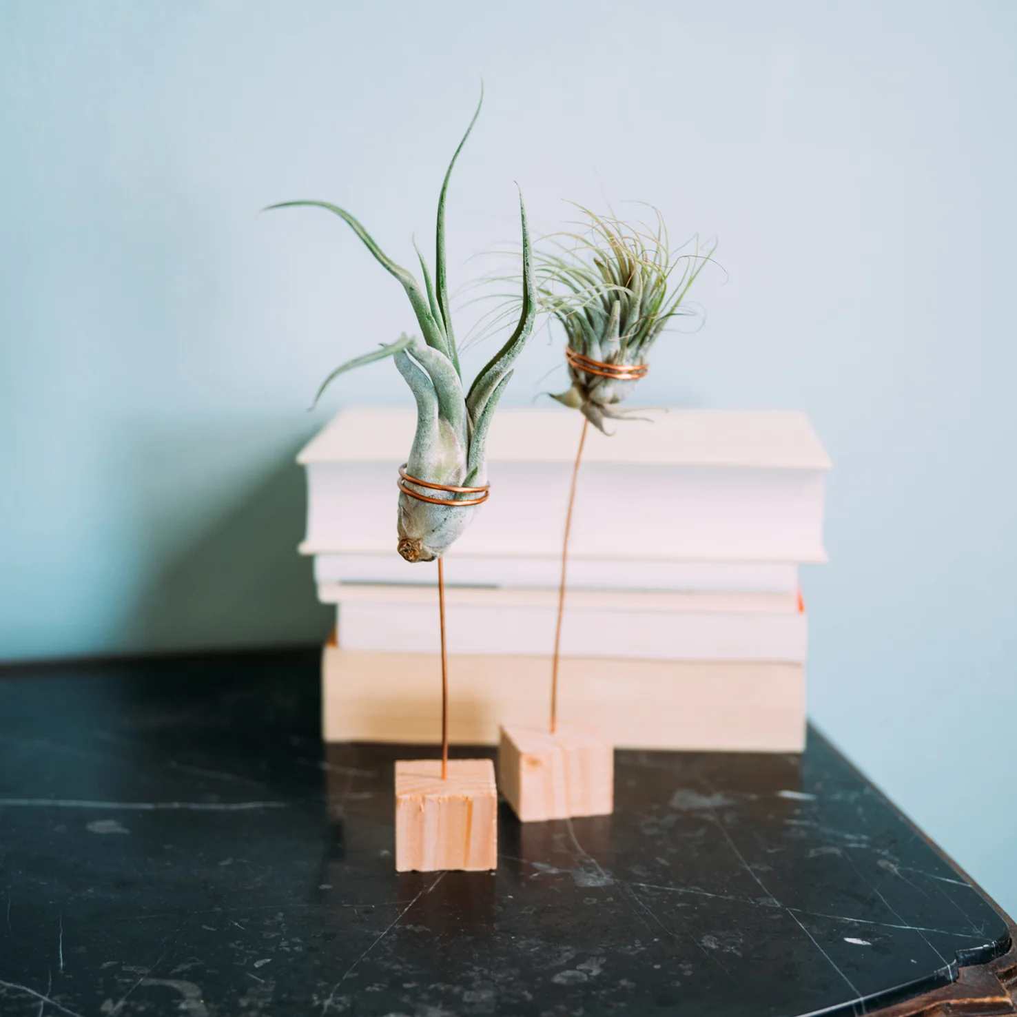 Tillandsien mit Halter (2 Stk.)