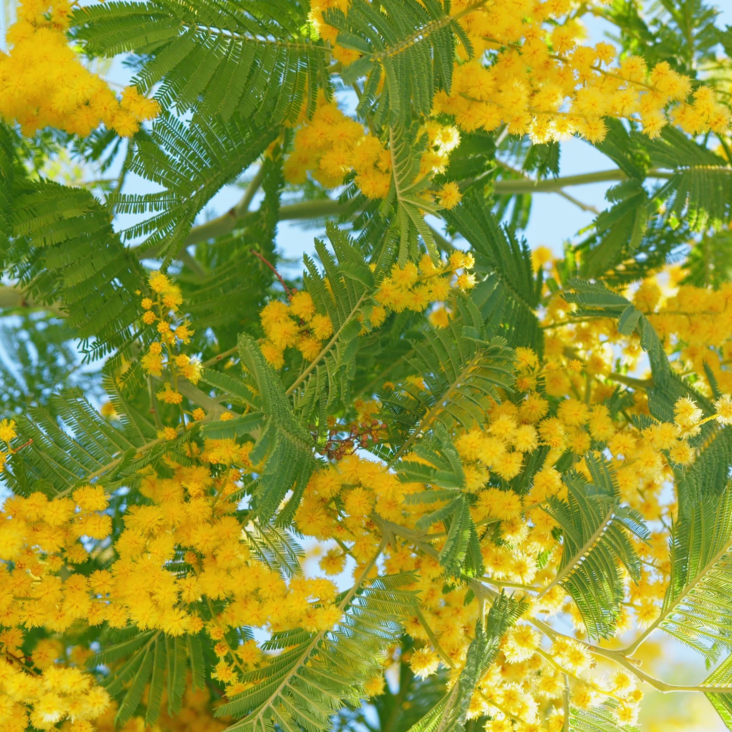 Gelbe Mimose 'Gaulois'
