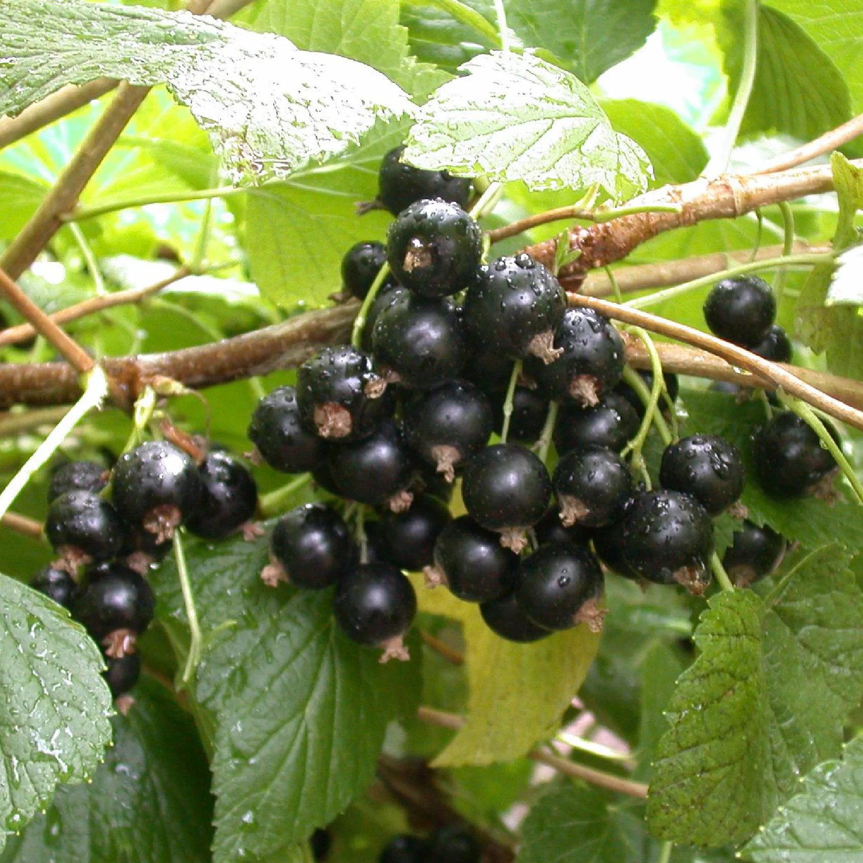 Bio-Schwarze Johannisbeere 'Titania' Hochstamm