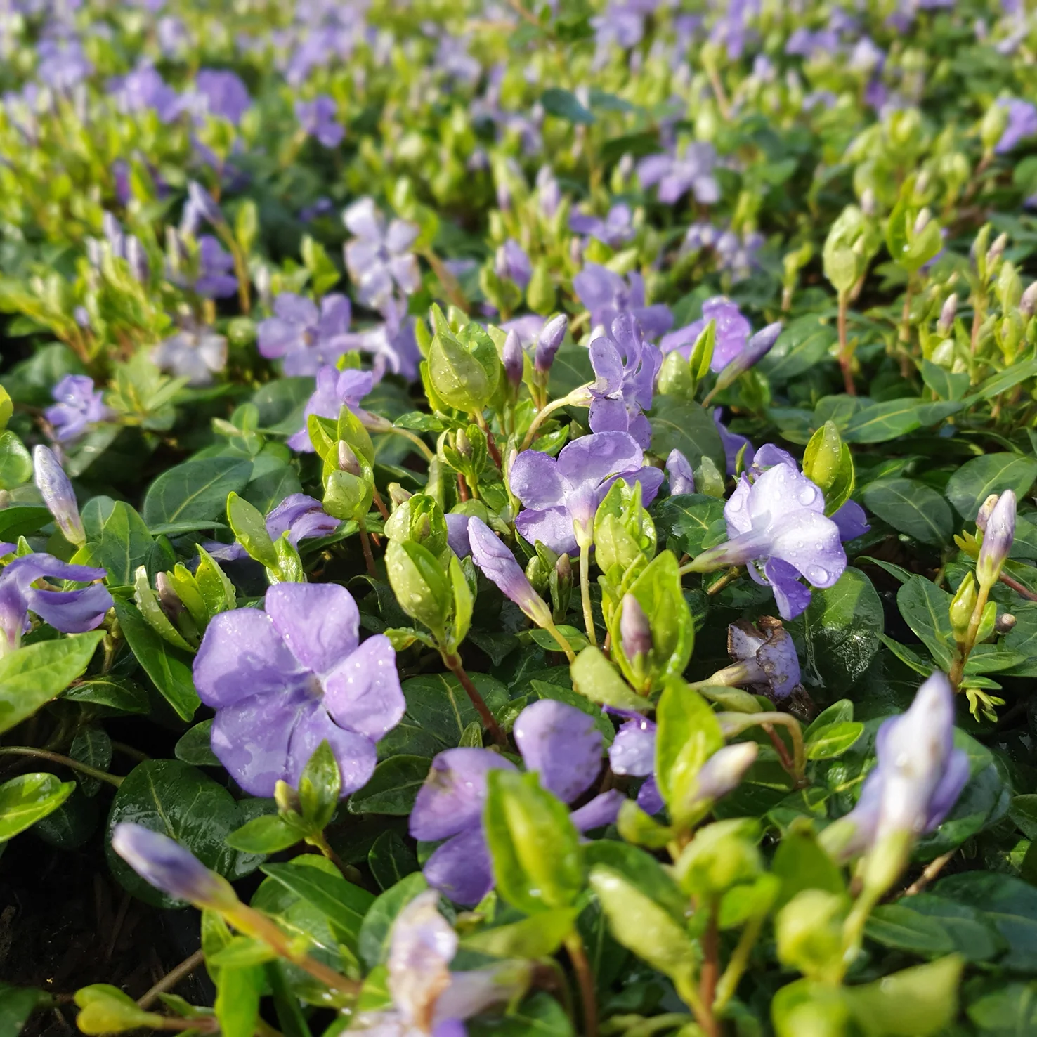 Kleinblättriges Immergrün (Mehrfach-Set)