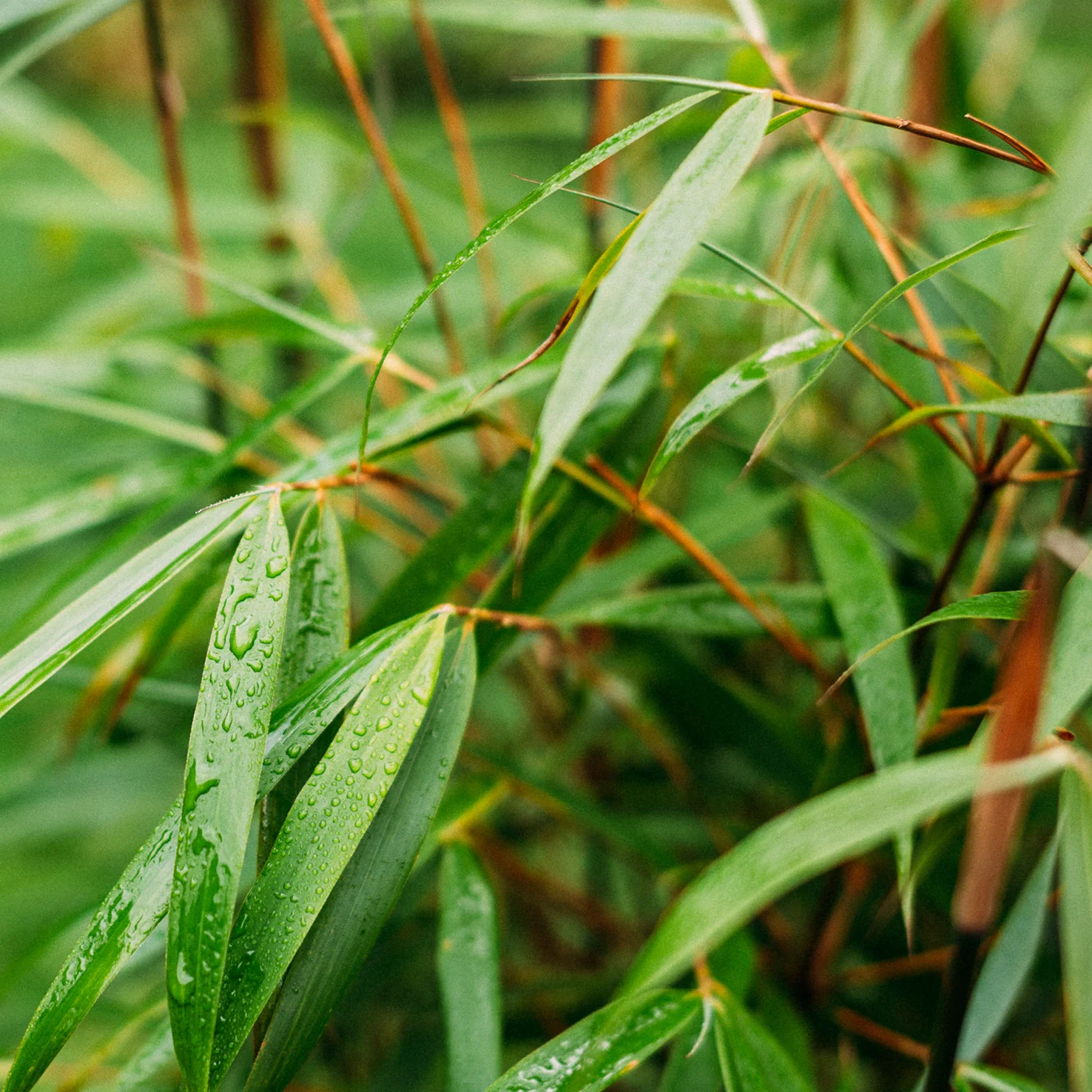 Gartenbambus 'Asian Wonder'