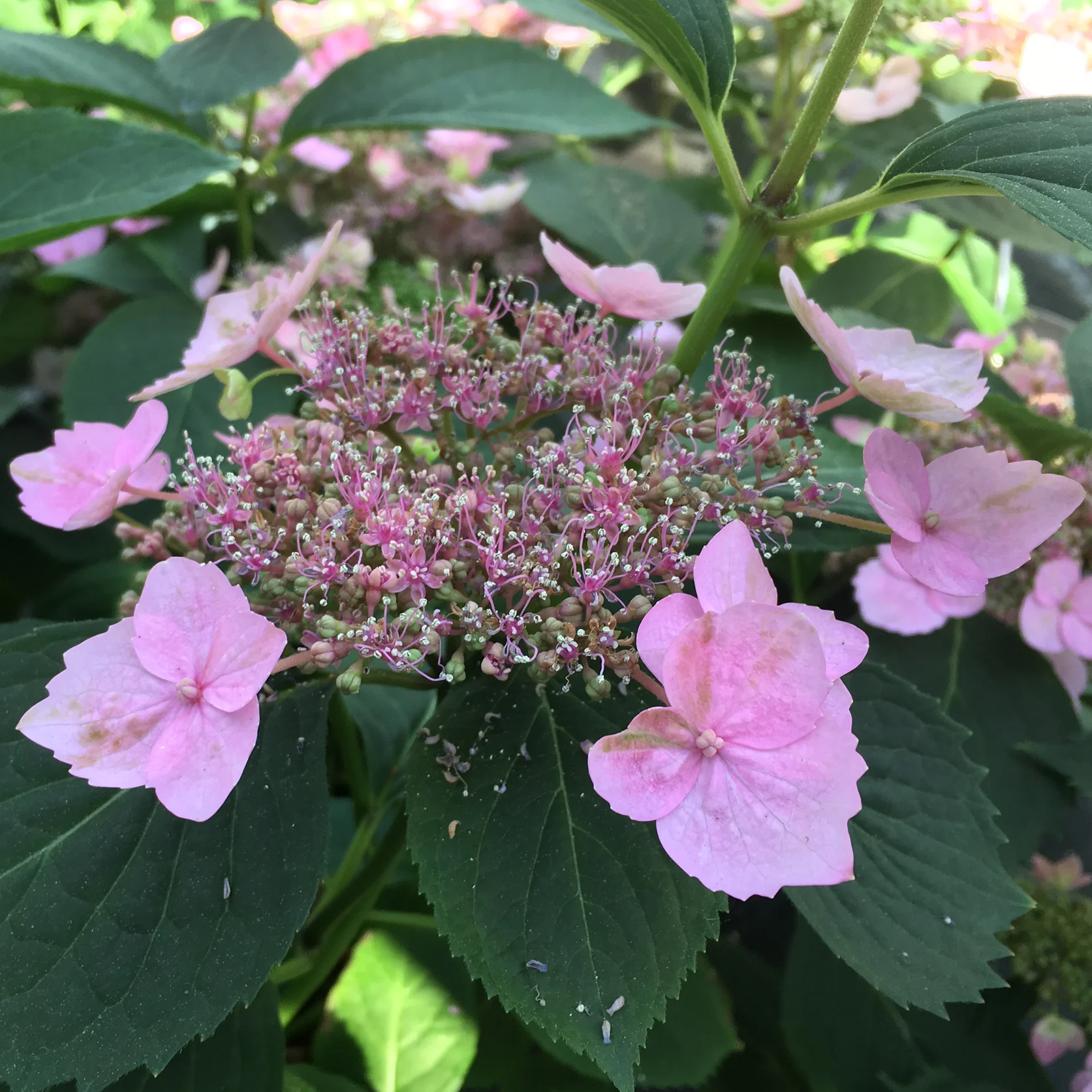 Tellerhortensie 'Magic Pillow'® Rosa