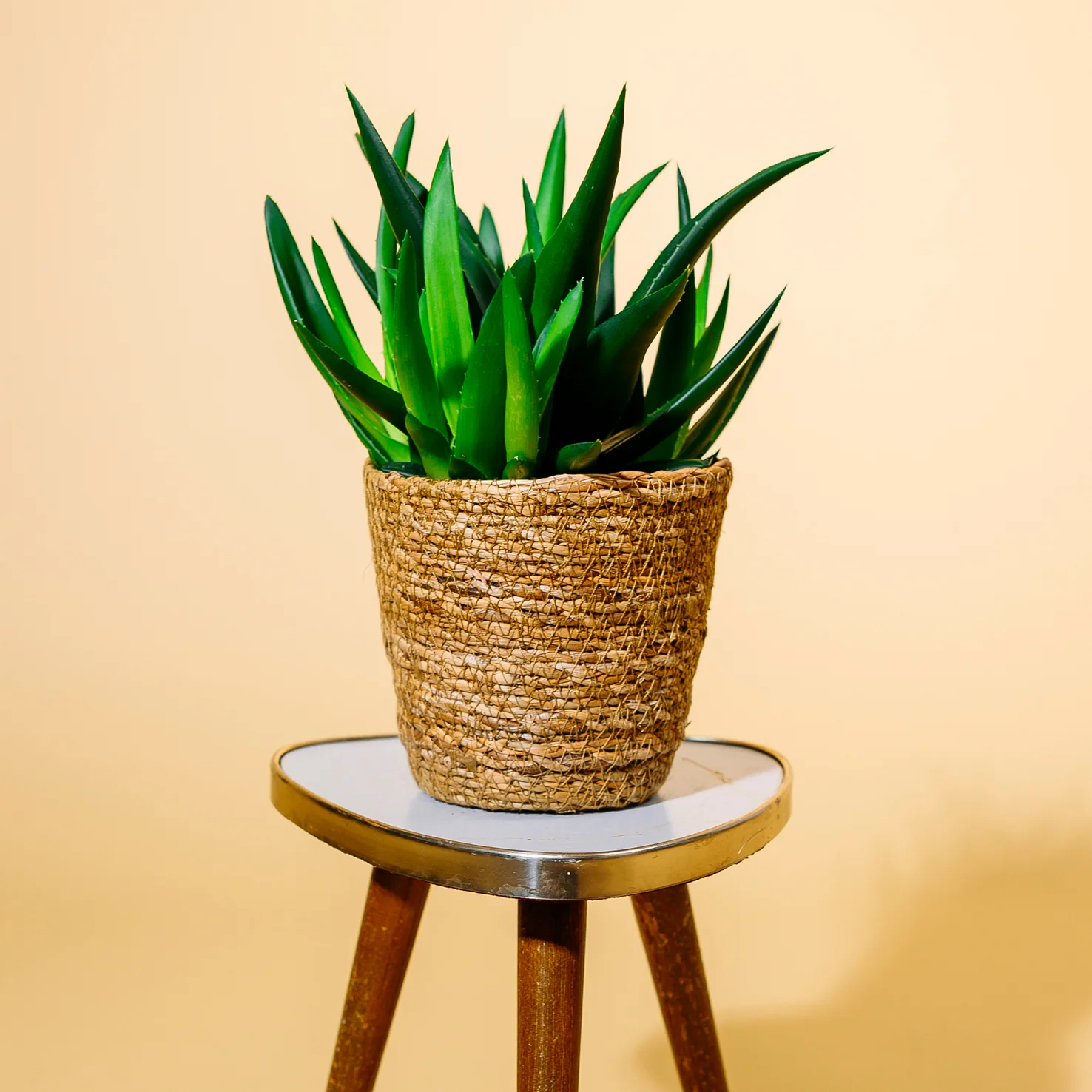 Haworthia 'West Jogoo'